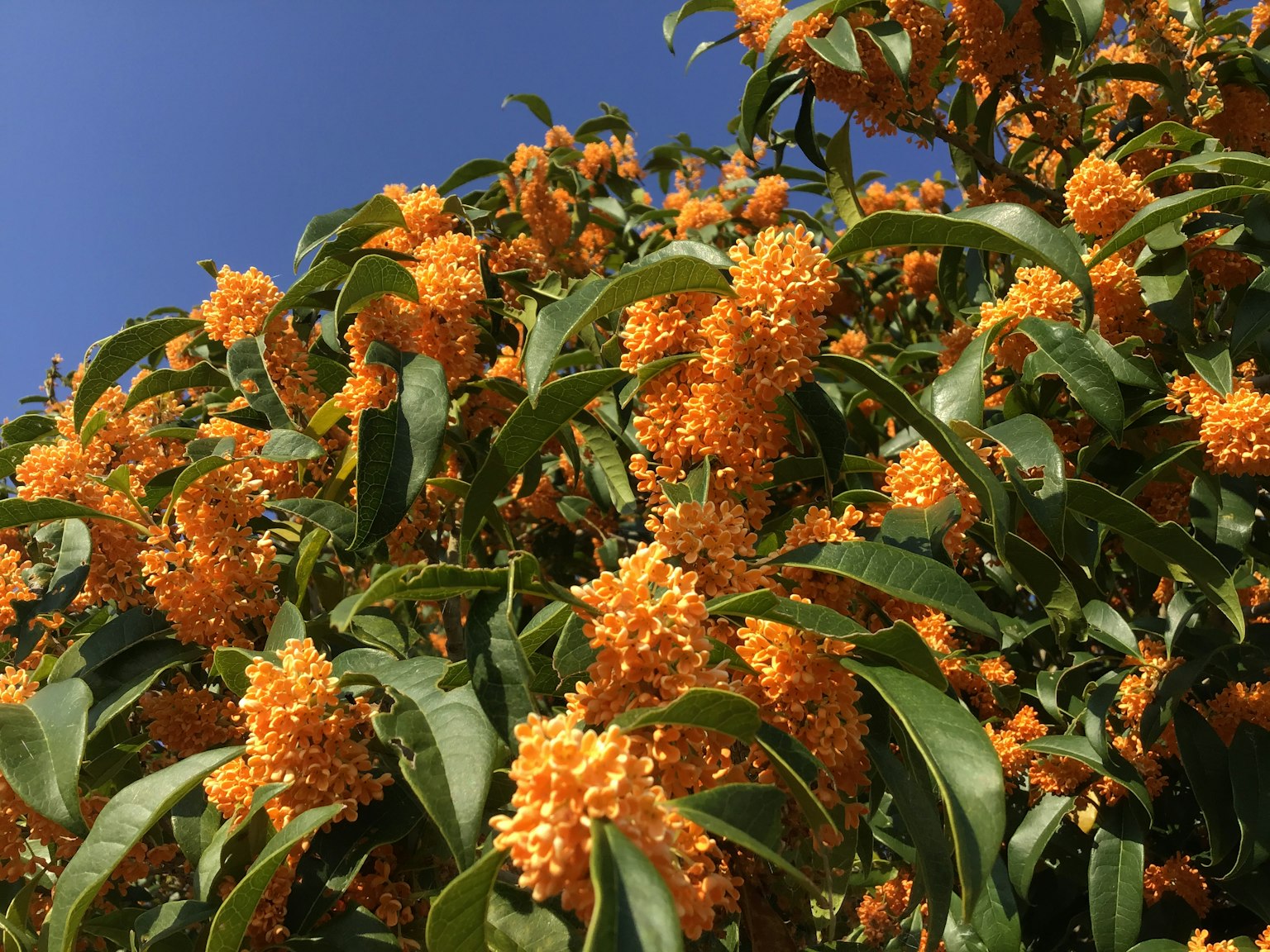 Une plante avec des grappes de fleurs orange sous un ciel bleu