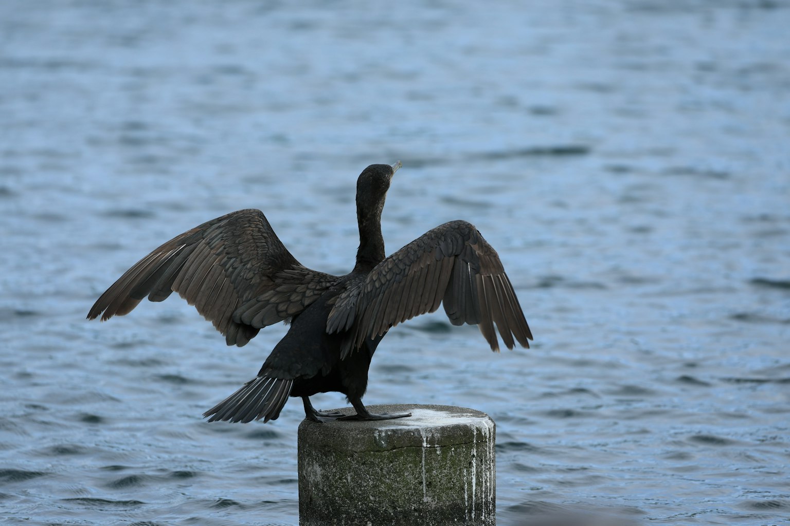 Cormorán negro extendiendo sus alas sobre un poste junto al agua