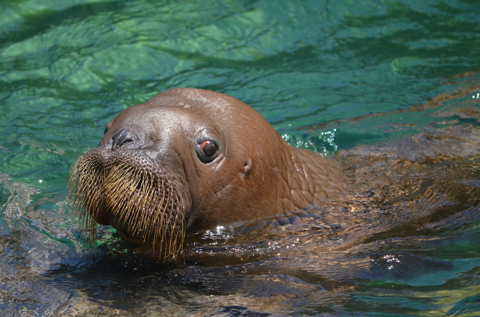 Nahaufnahme eines Walrosses im Wasser mit seinen Schnurrhaaren und ausdrucksvollen Augen