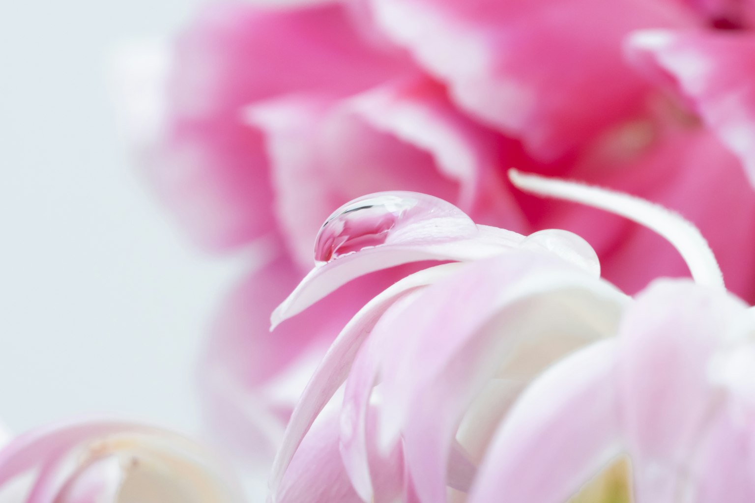 Close-up kelopak bunga pink yang halus dengan tekstur lembut