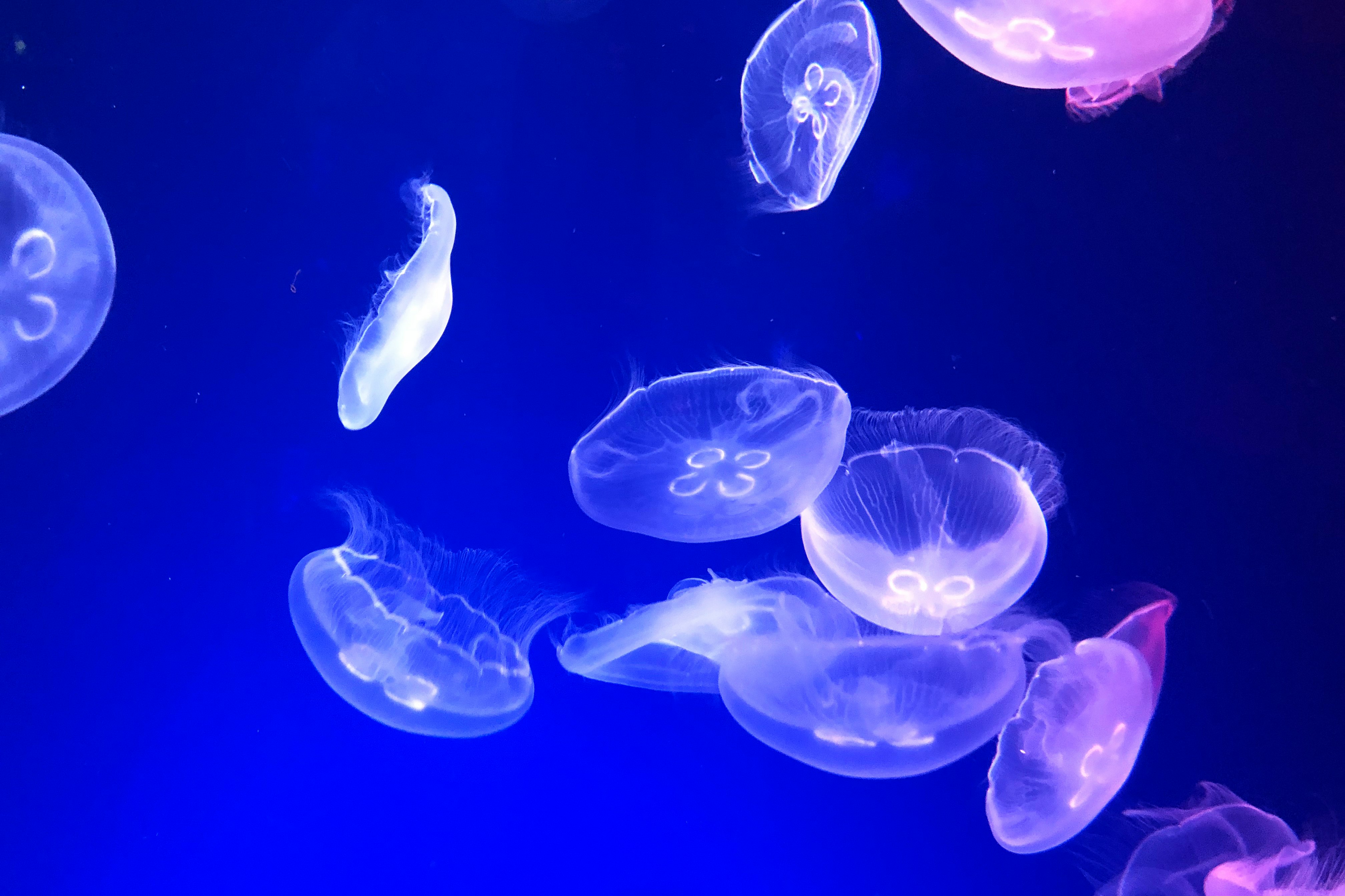 青い背景に浮かぶクラゲの群れ