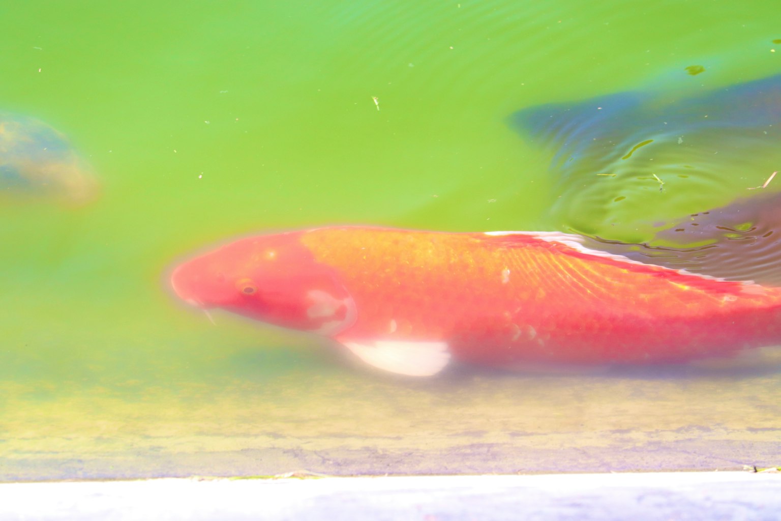 Close-up of a red fish swimming in water