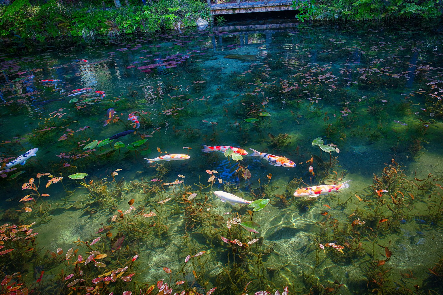 清澈池塘中游動的五彩鯉魚和水生植物