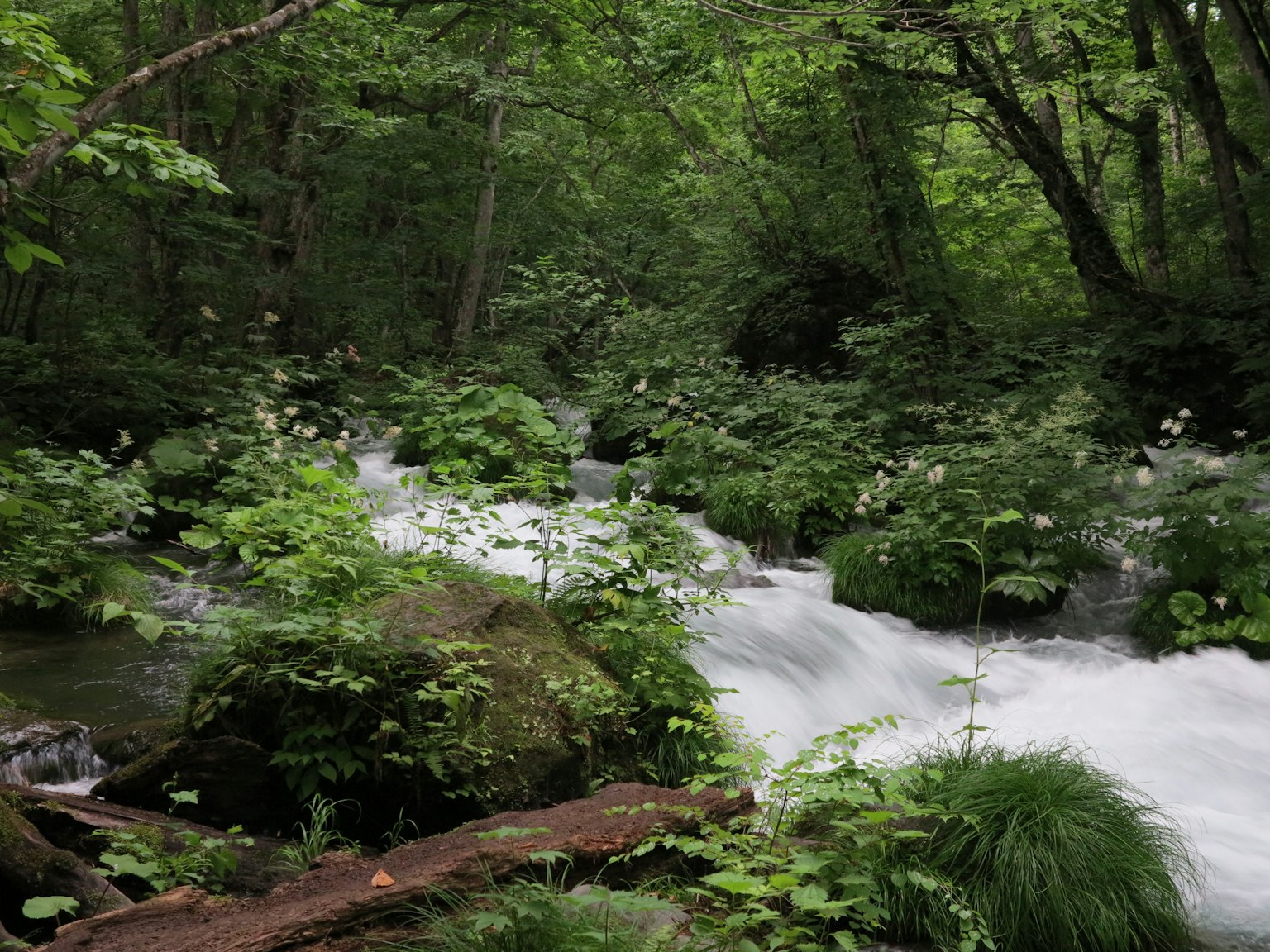 Un río que fluye rodeado de exuberante vegetación y rocas