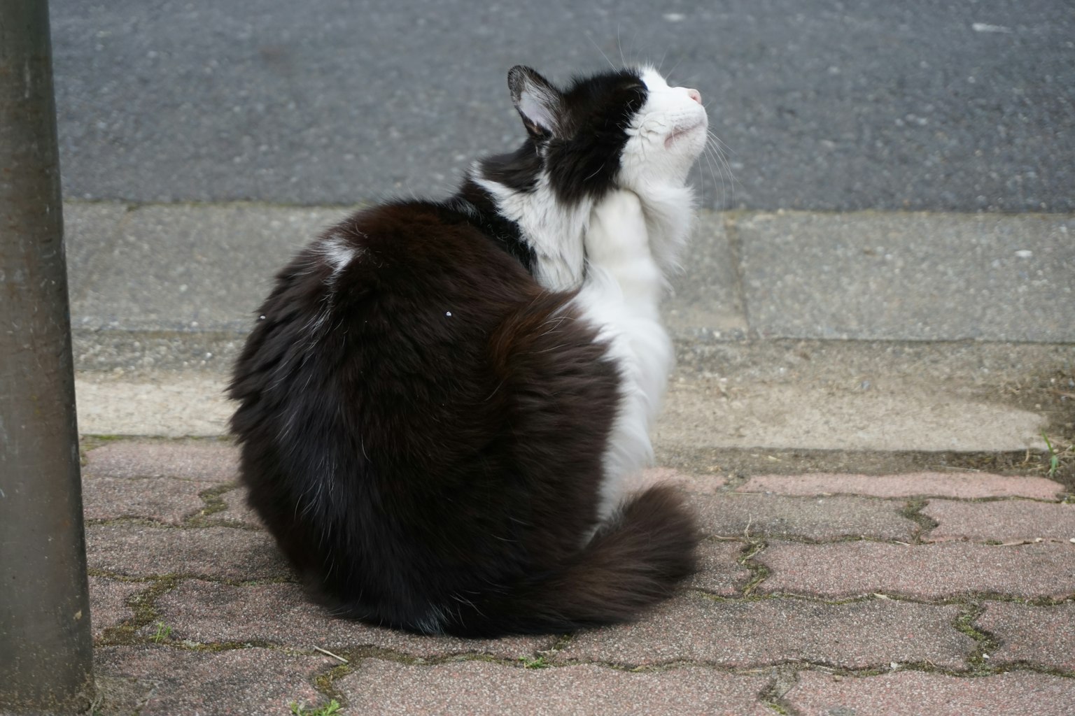 Seekor kucing hitam dan putih duduk di trotoar menghadap belakang
