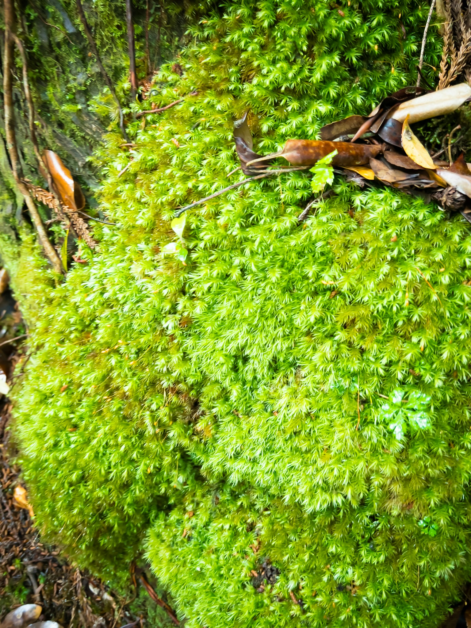 Primer plano de musgo verde cubriendo un tronco de árbol