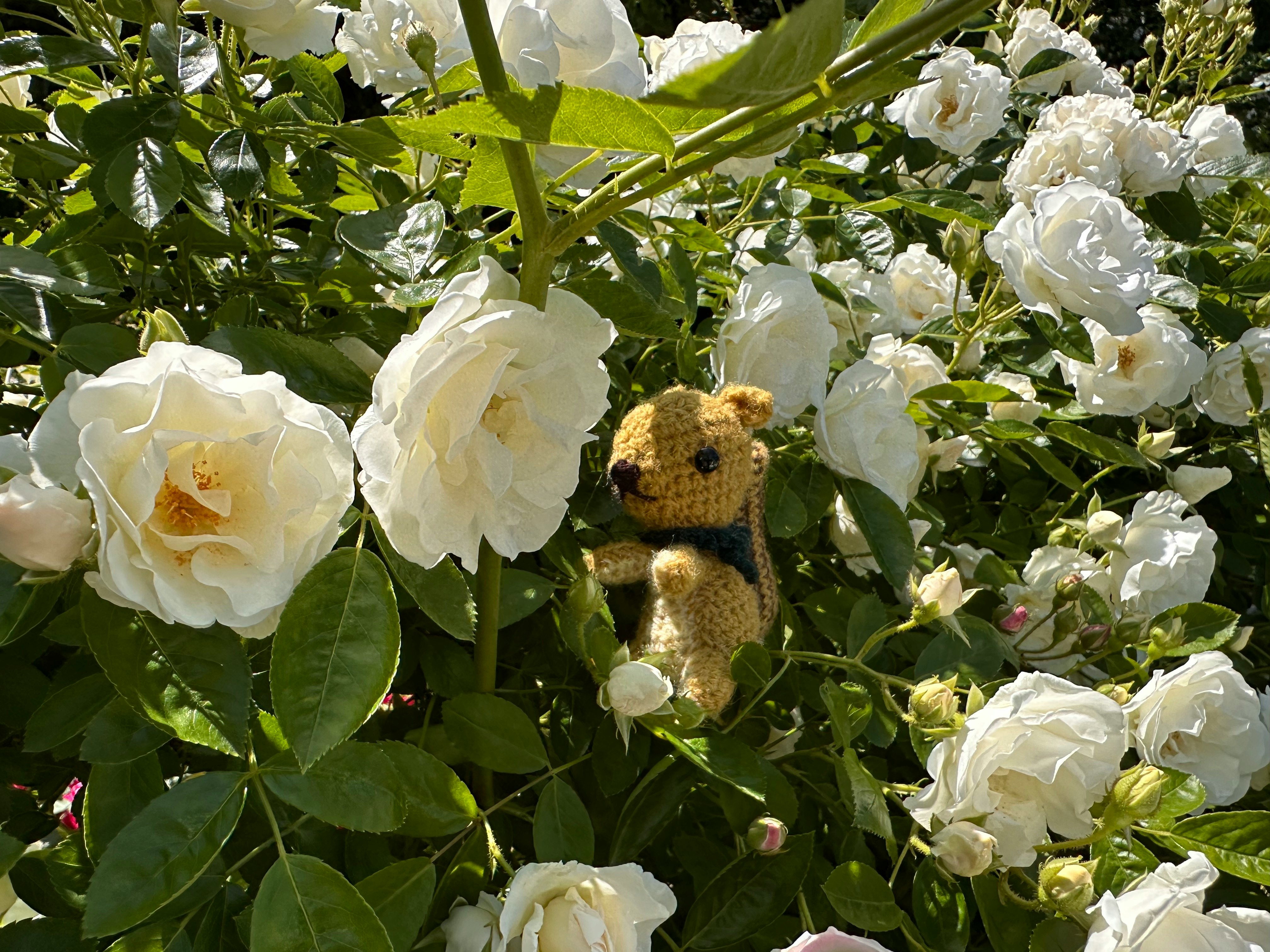 白いバラの花と葉の間にいるぬいぐるみ