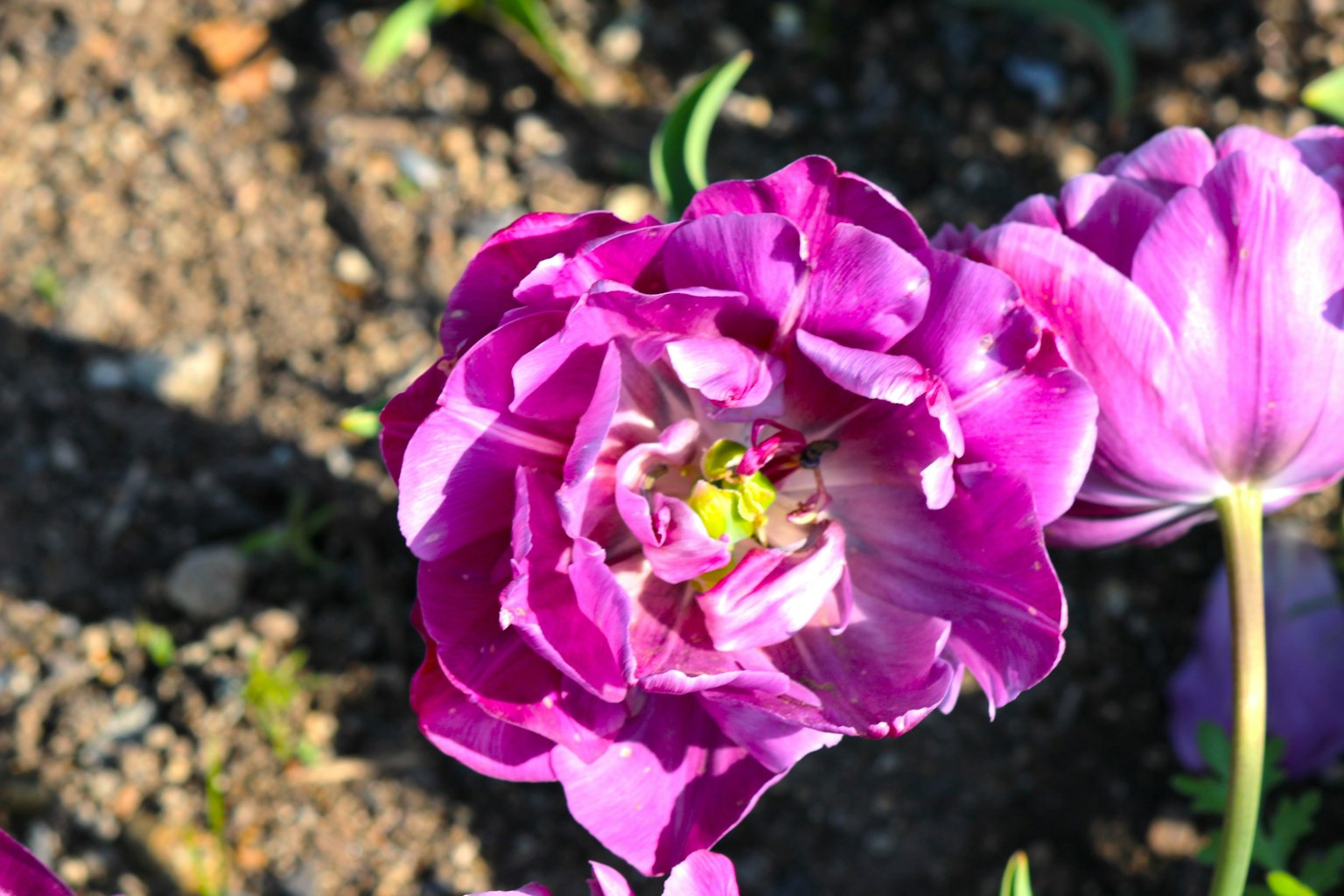Bunga tulip ungu yang mekar dengan penampilan yang cerah