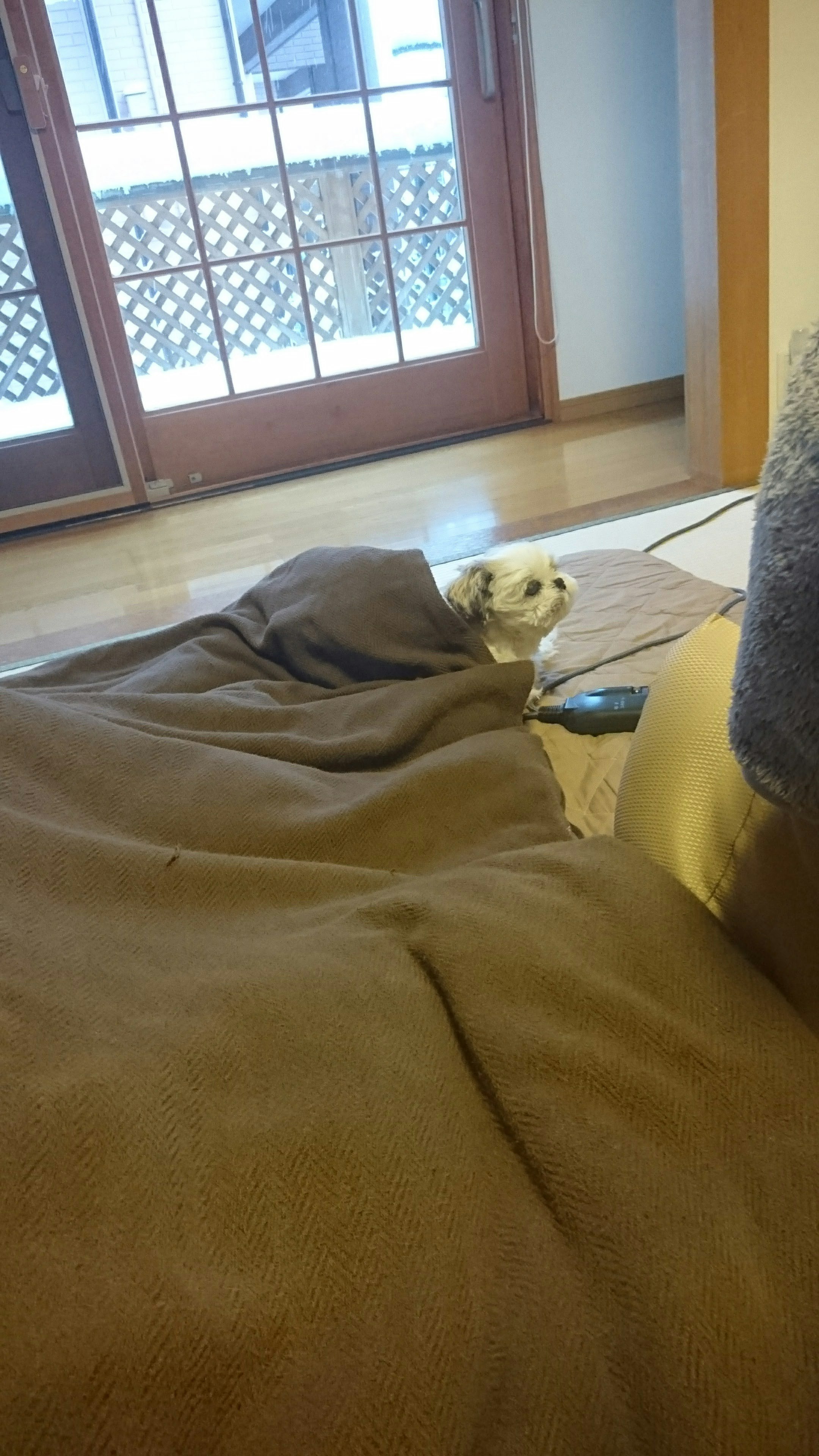 窓辺のベッドでくつろぐ小さな犬