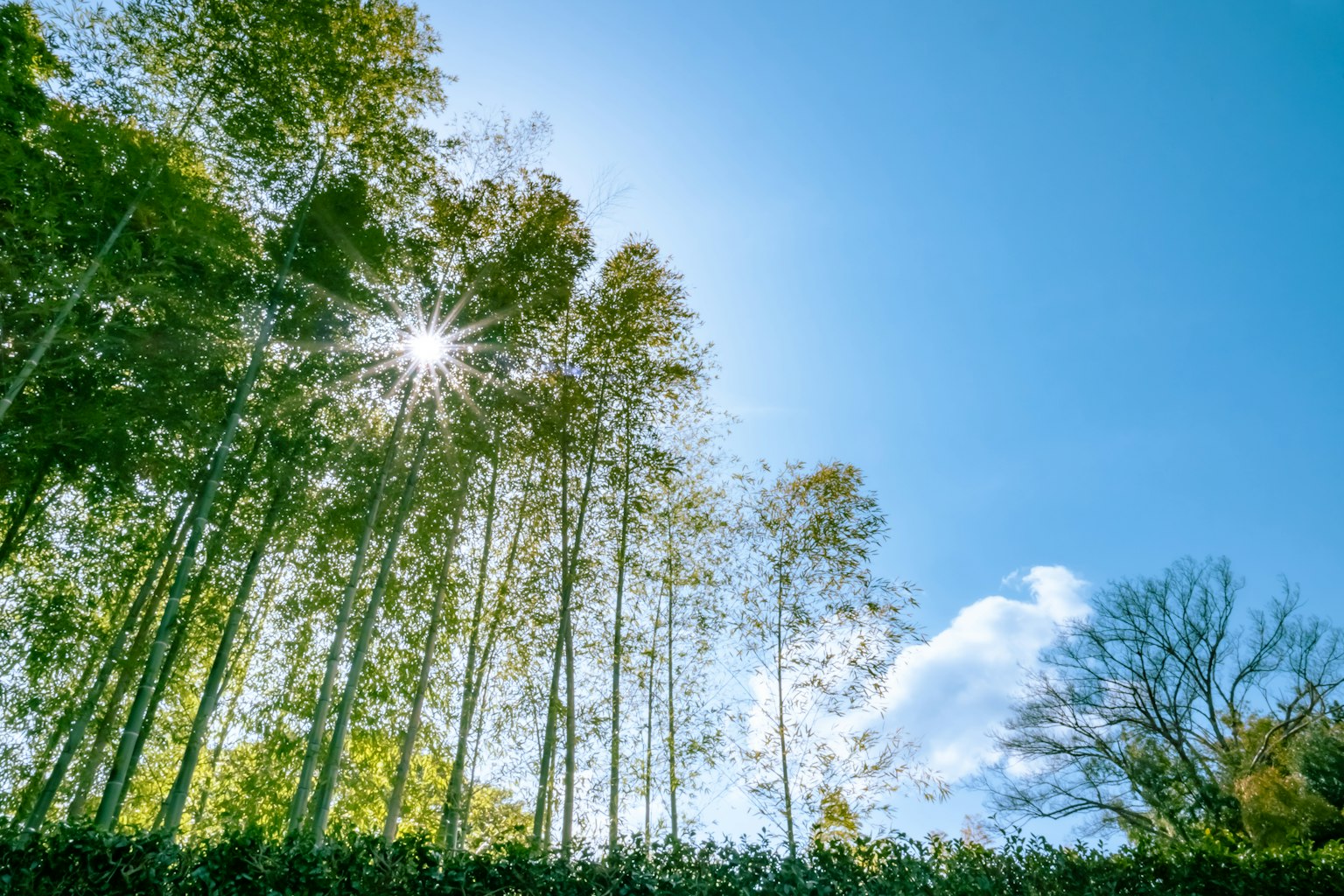 Altos árboles de bambú bajo un cielo azul con luz solar