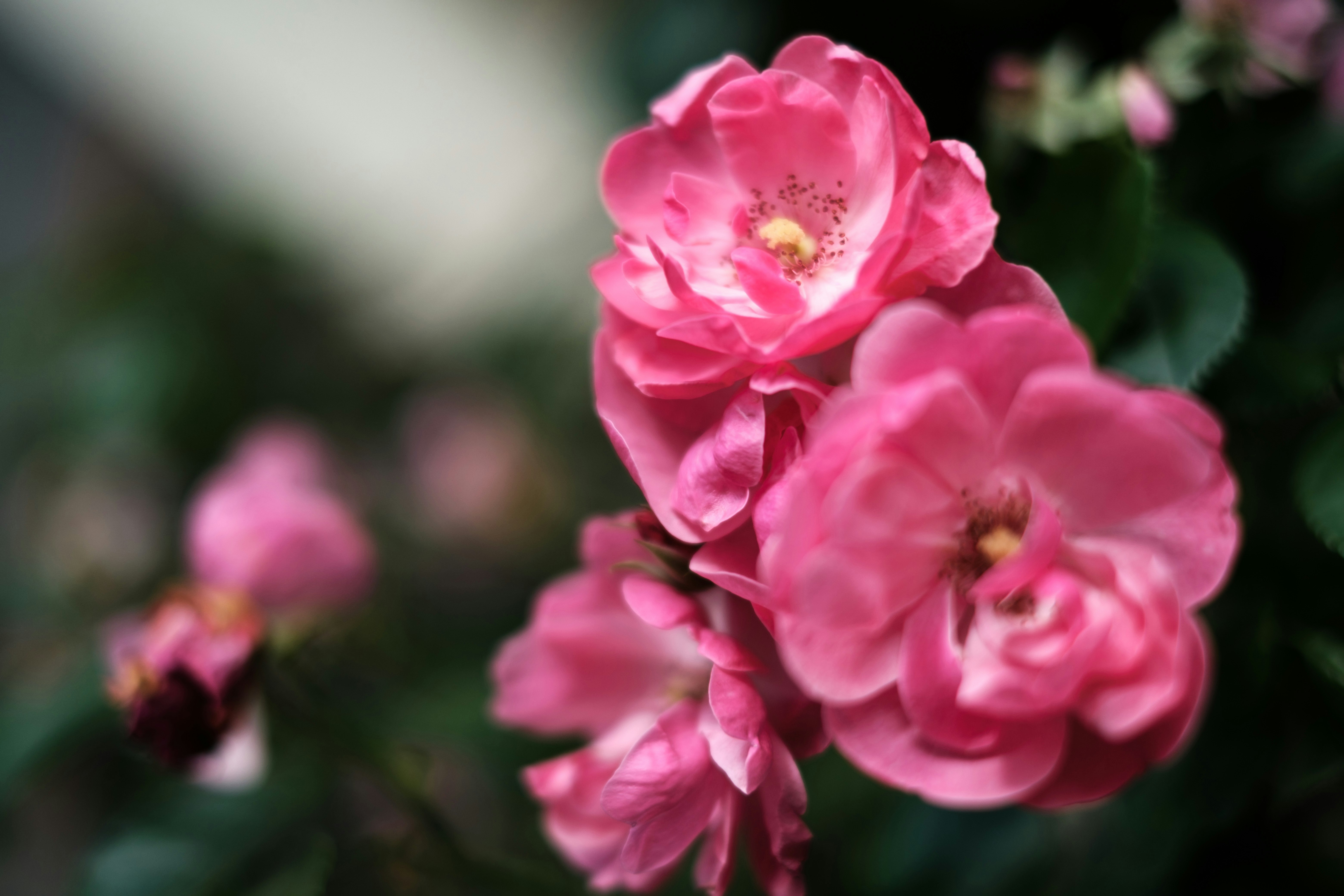 ピンクのバラの花束のようなクローズアップ