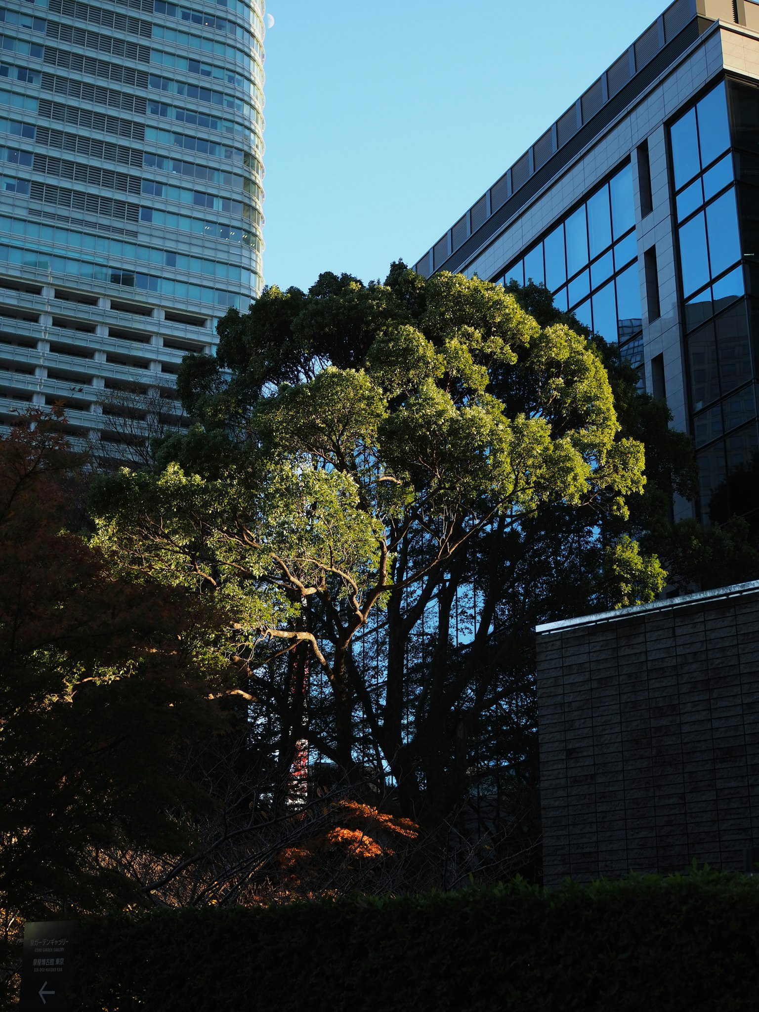 城市風景,特色高樓大廈和一棵大綠樹