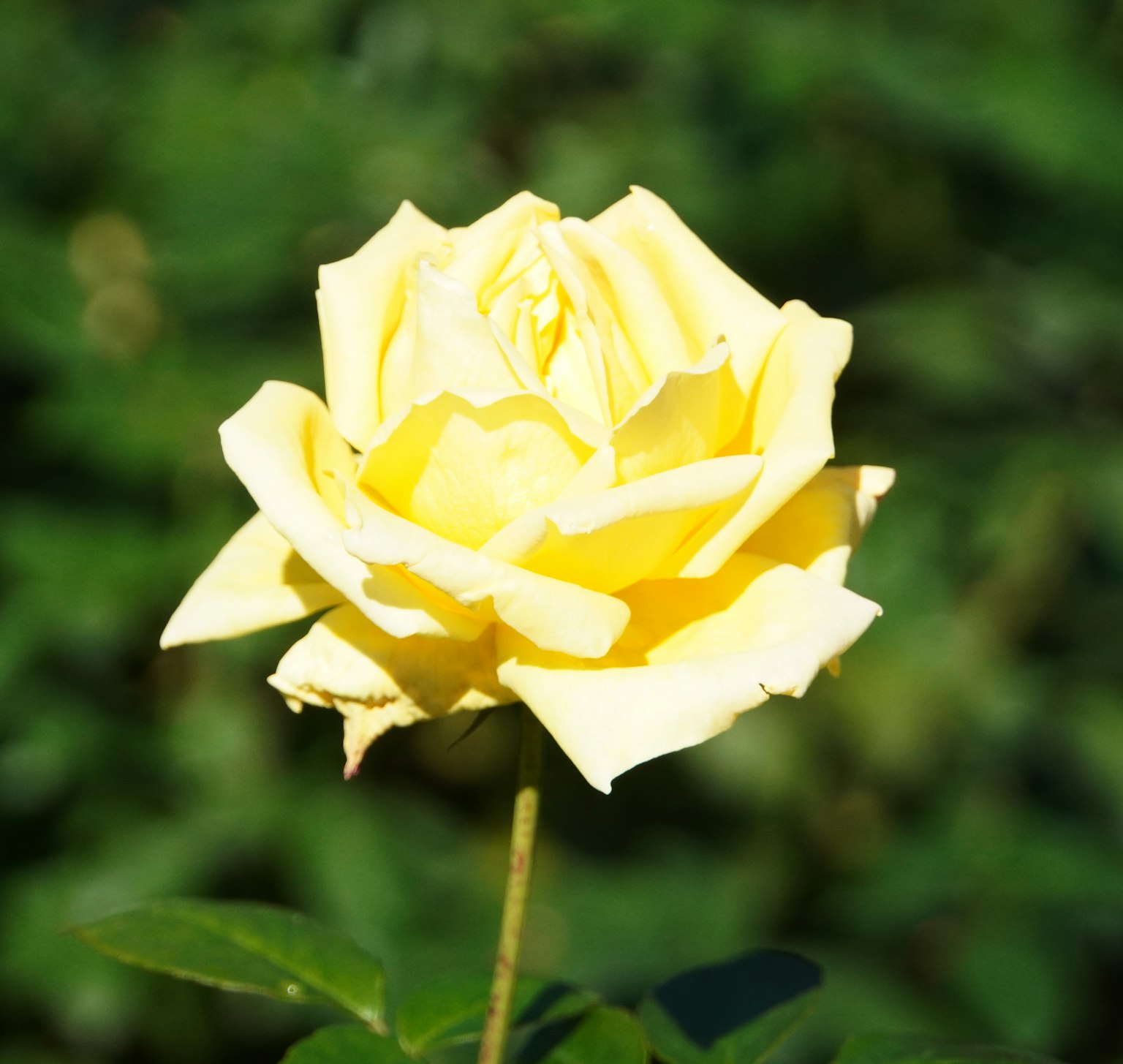 photo-IQ4oWZ4cyKno7Gy8gkdf-image