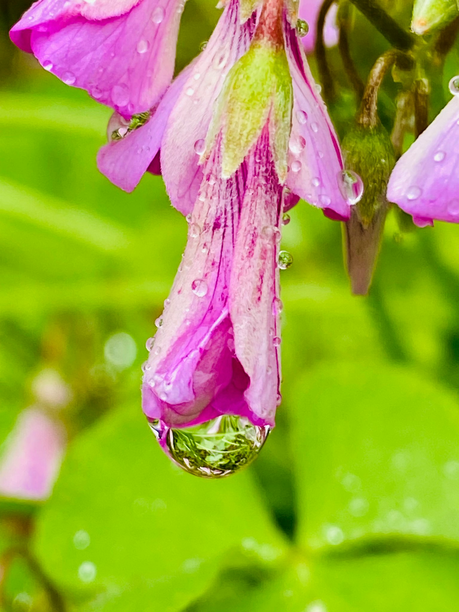 Bouton de fleur rose avec goutte d'eau et feuilles vertes