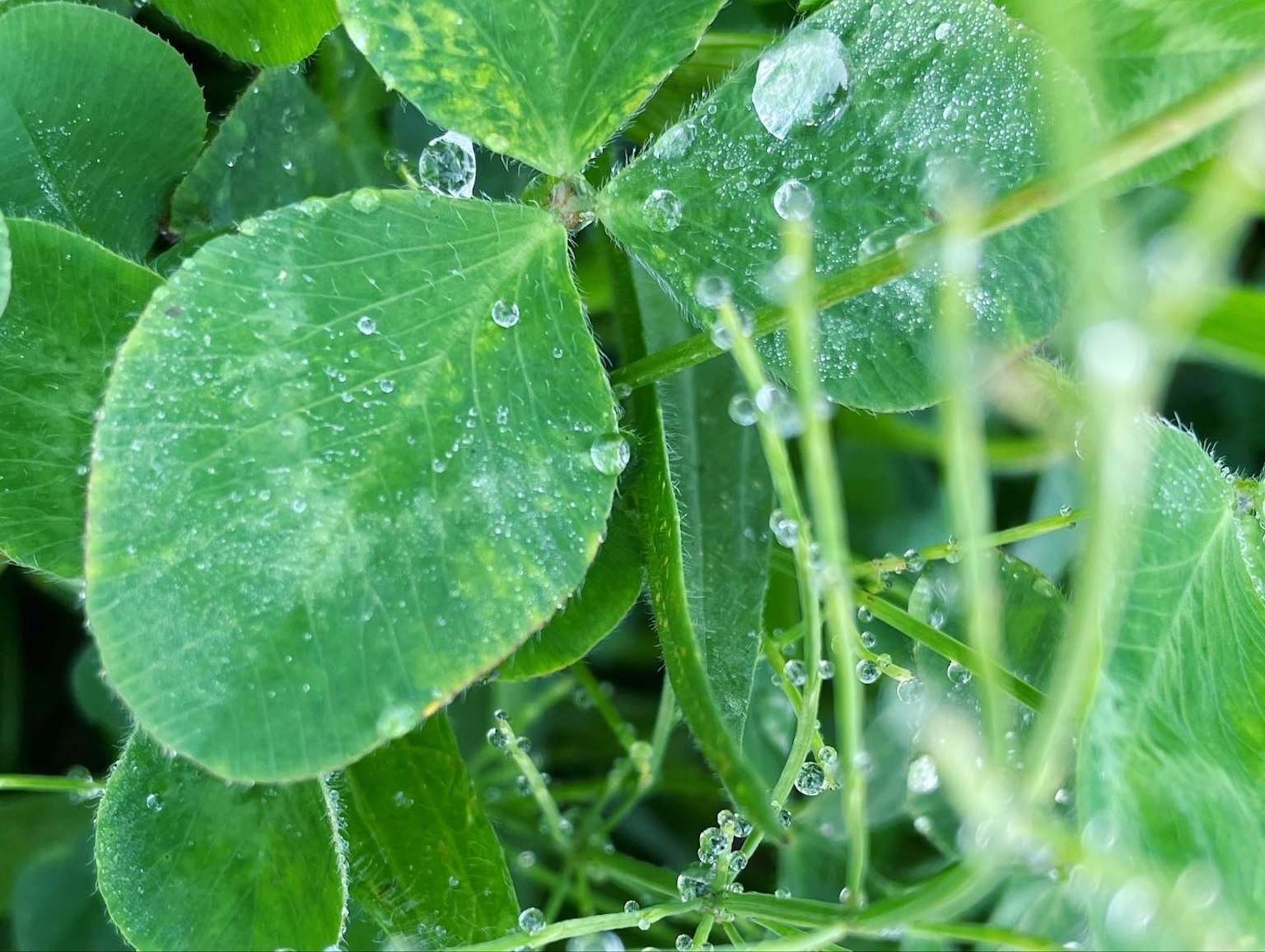 Close-up daun hijau dengan tetesan air