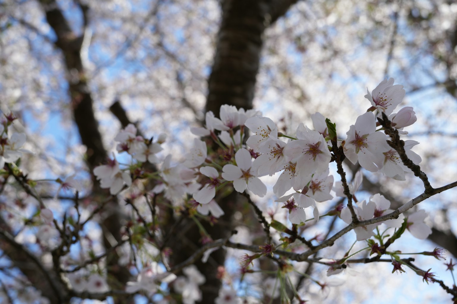 Close-up bunga sakura di cabang