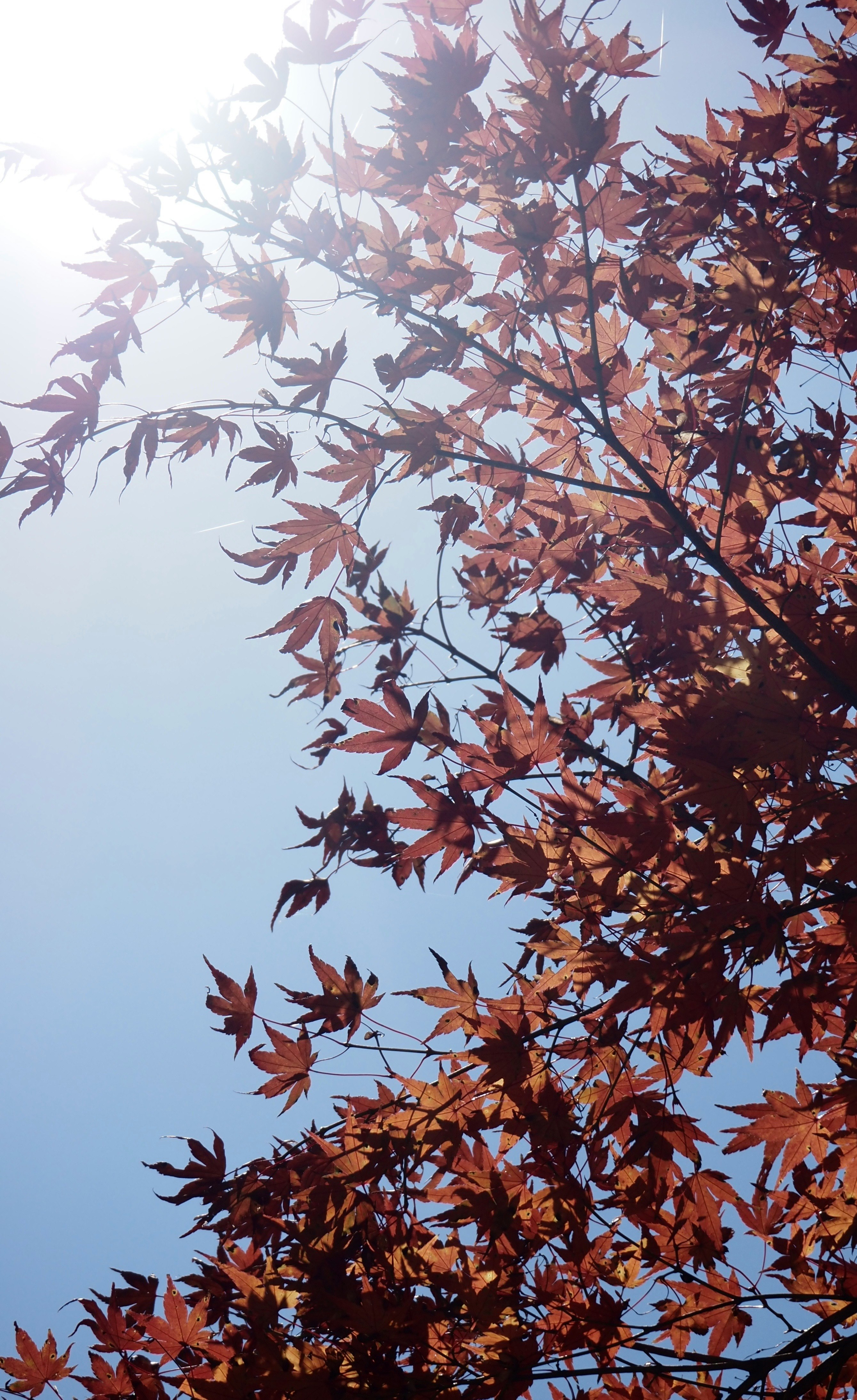赤と青の空に映える紅葉の枝先