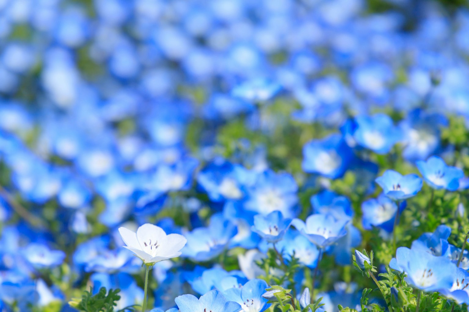 ทุ่งดอกไม้สีฟ้าพร้อมดอกไม้สีขาวกระจายอยู่ทั่วไป