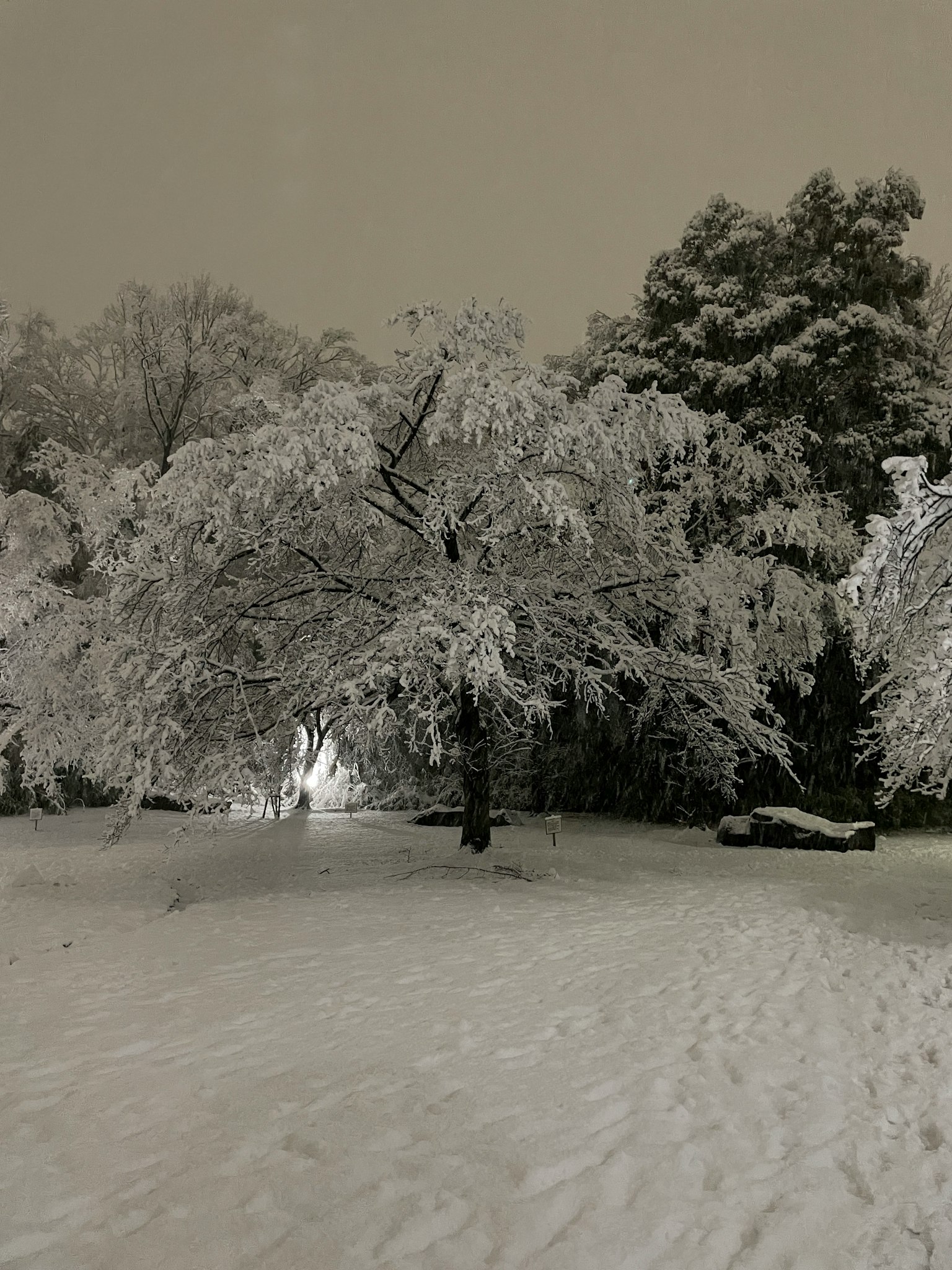 Nächtliche Parkszenen mit schneebedeckten Bäumen und einer weißen Landschaft