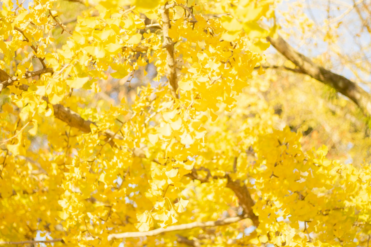 Close-up daun kuning cerah di pohon