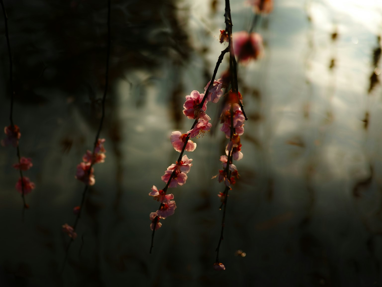 Close-up photo of cherry blossoms reflected on water