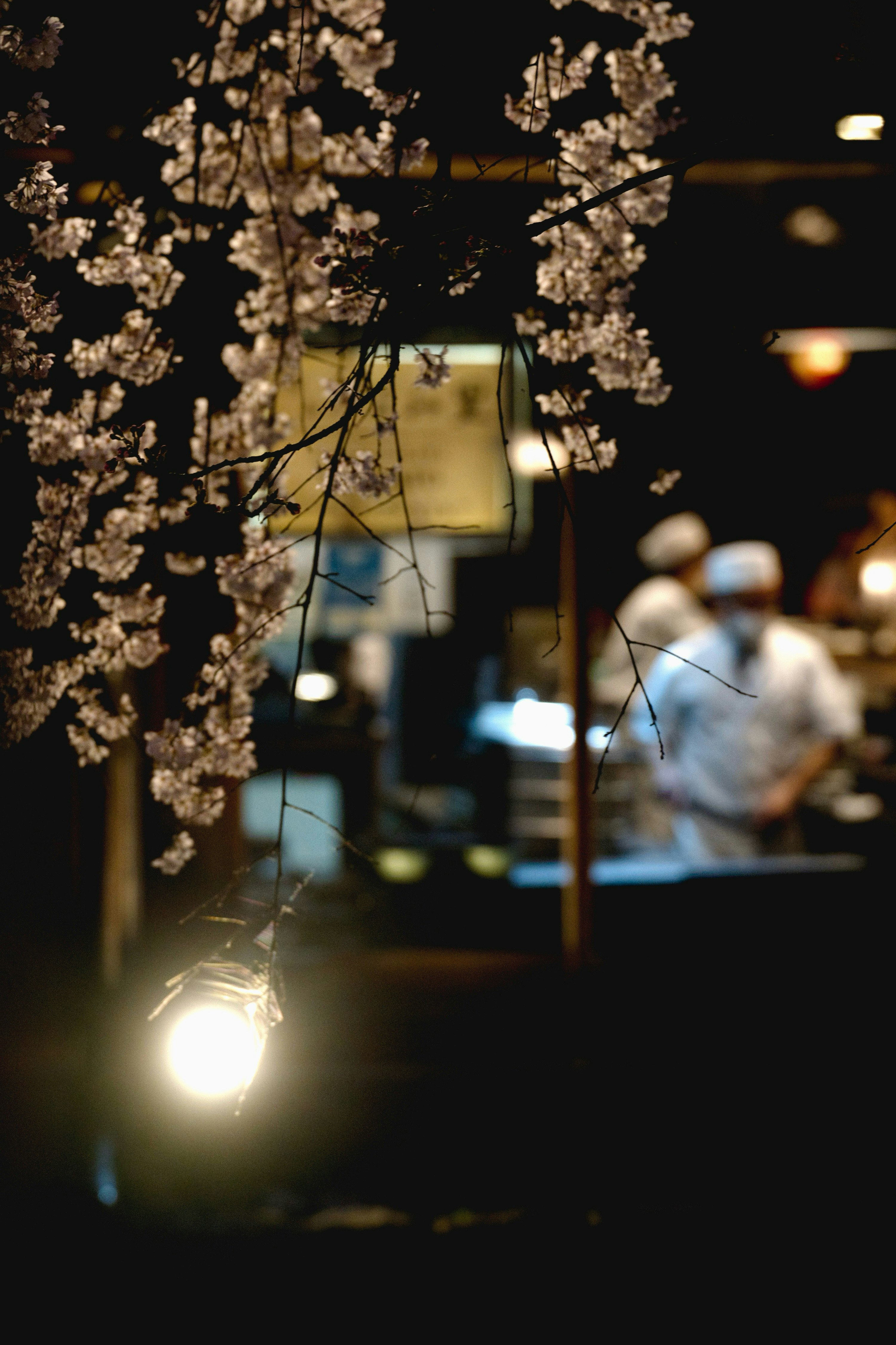 夜桜が揺れる祇園白川の街並み