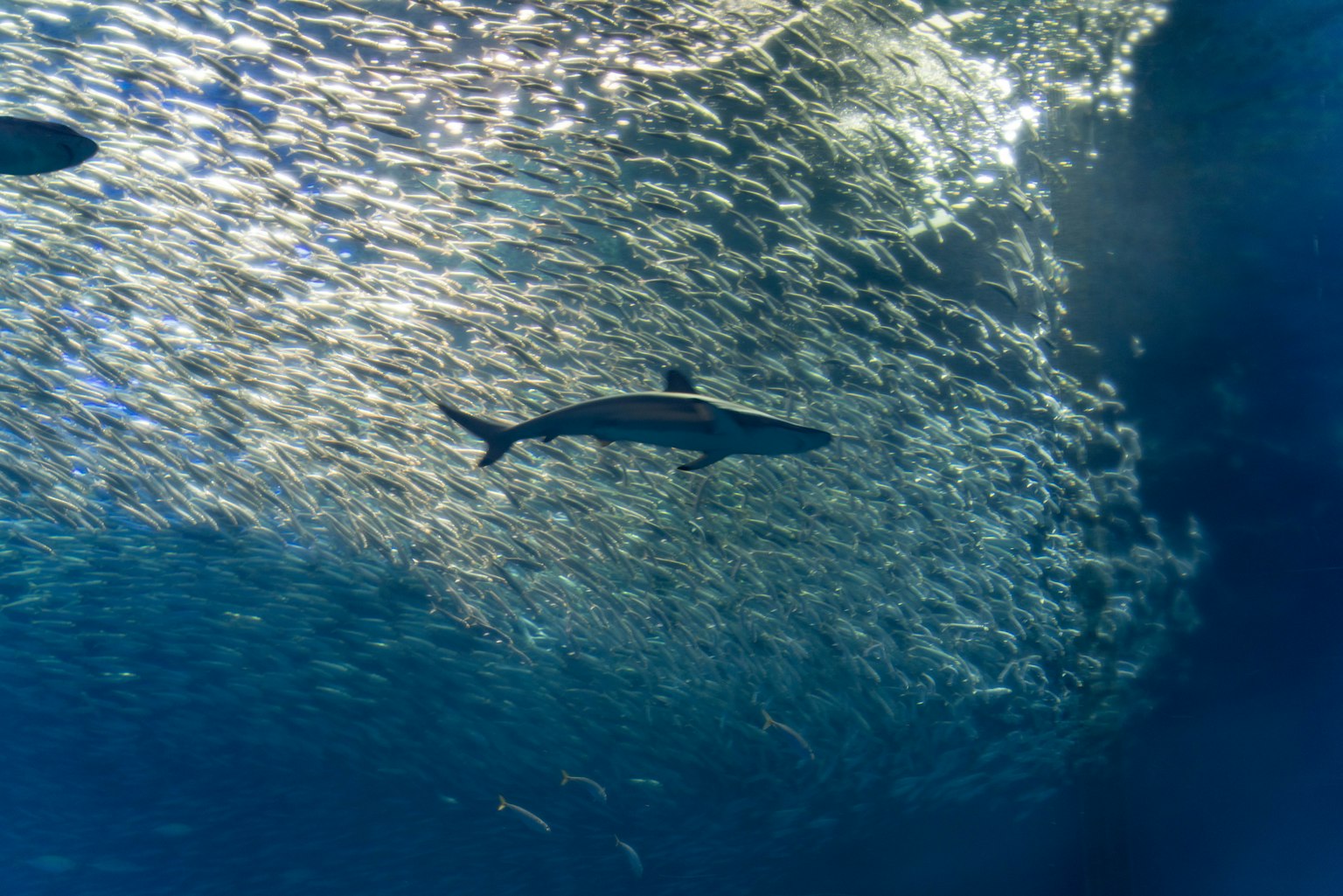 水中で泳ぐ魚と光の反射