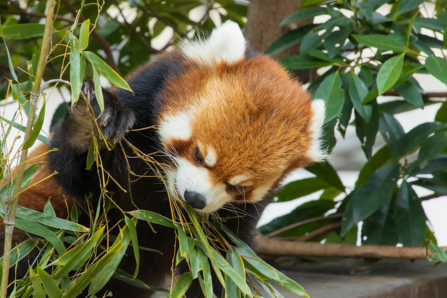 Gấu trúc đỏ đang ăn tre