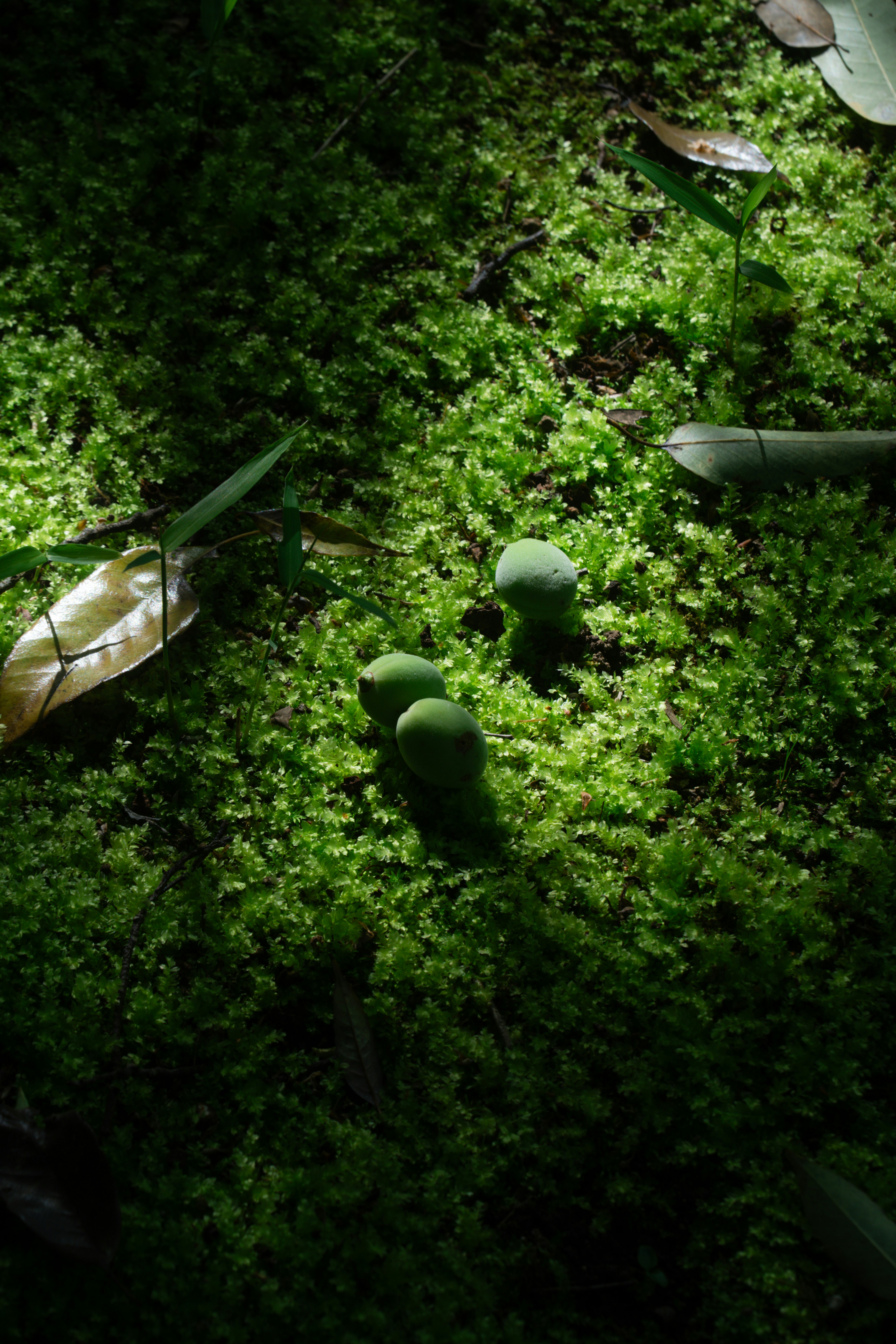 小綠蘑菇生長在郁郁蔥蔥的綠色苔蘚上