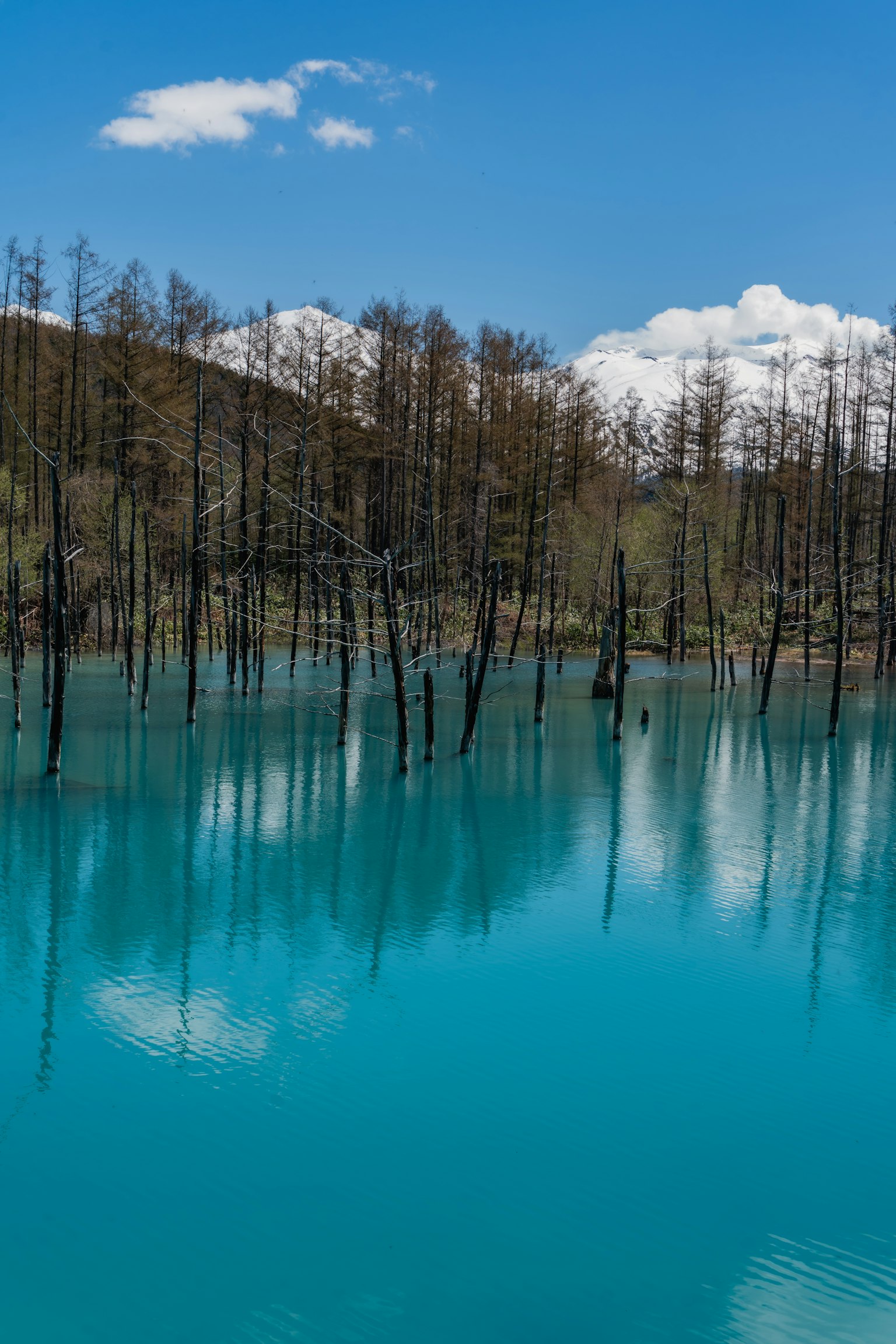 Un paesaggio mozzafiato con un lago blu e riflessi di alberi morti
