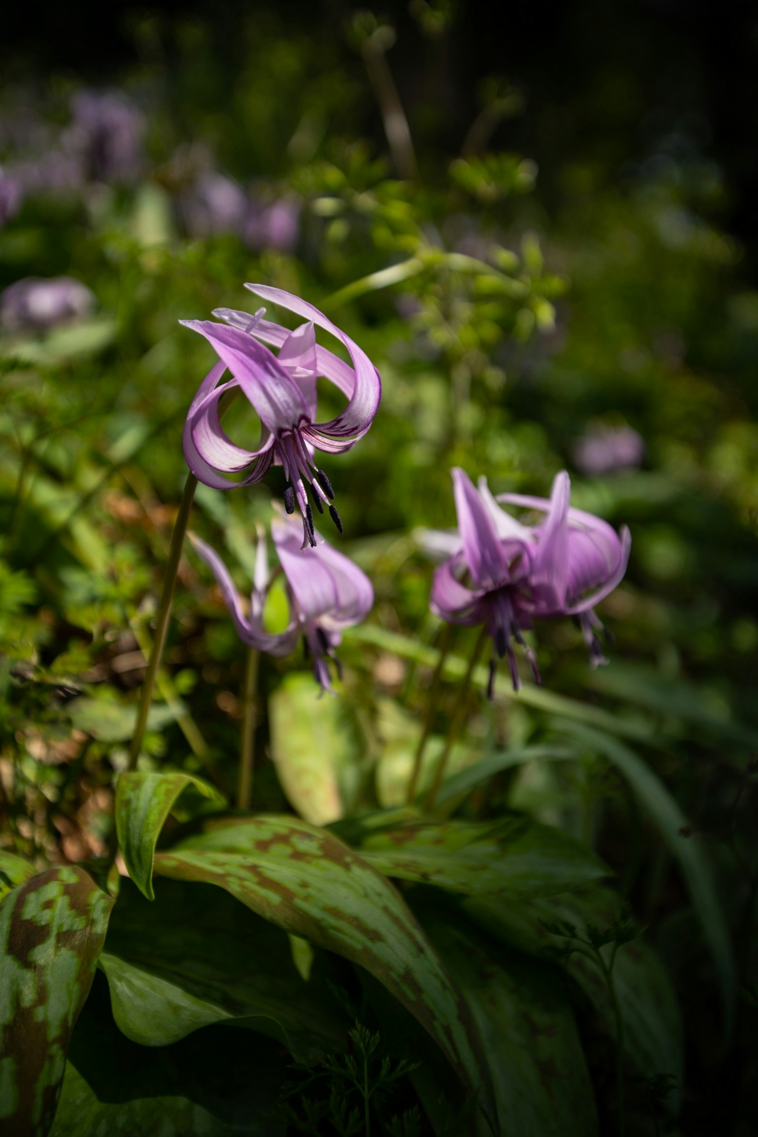Fiori viola che sbocciano tra la vegetazione verde lussureggiante