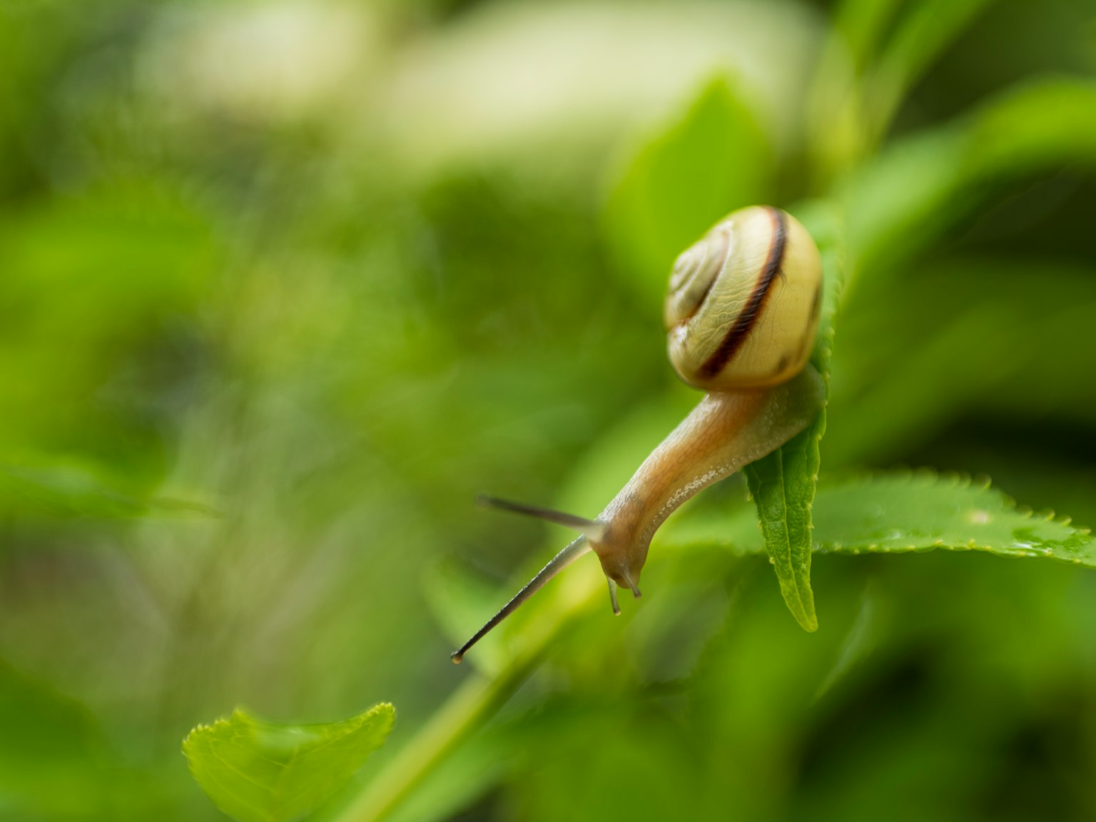 A striped snail on green leaves