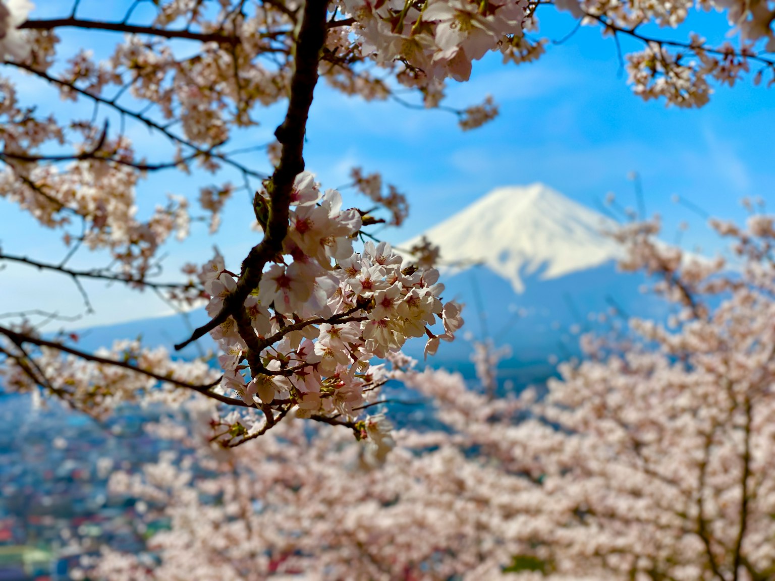 Hermoso paisaje de cerezos en flor con el monte Fuji al fondo