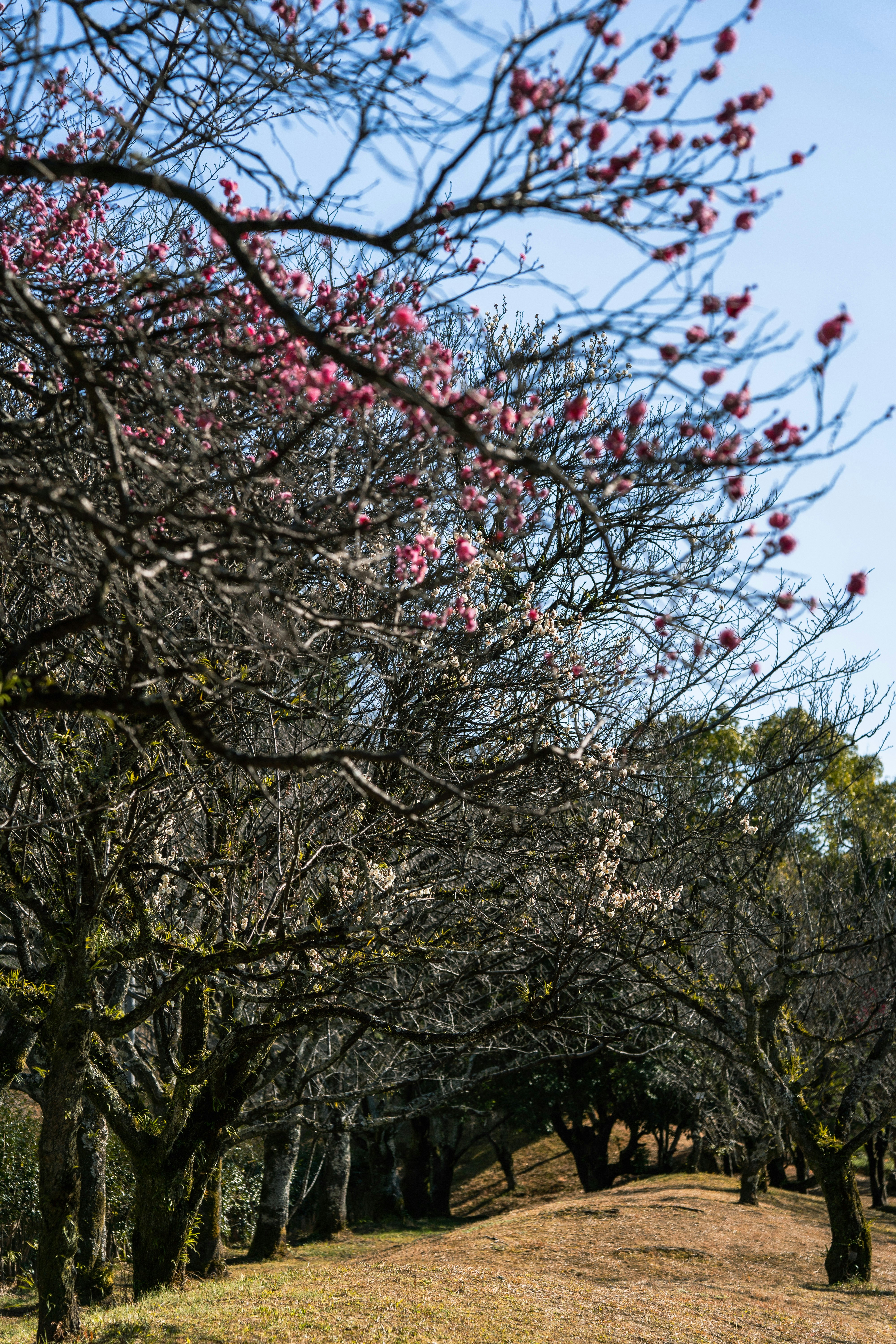 桃の花が咲く並木道の春景色