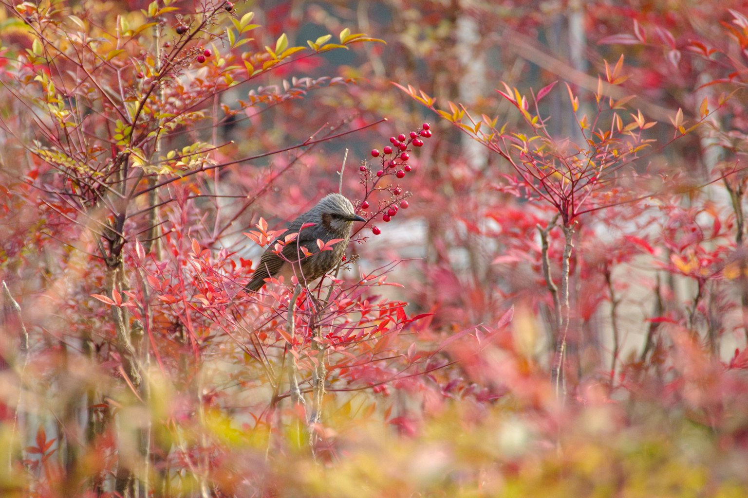 被鮮豔紅葉環繞的鳥