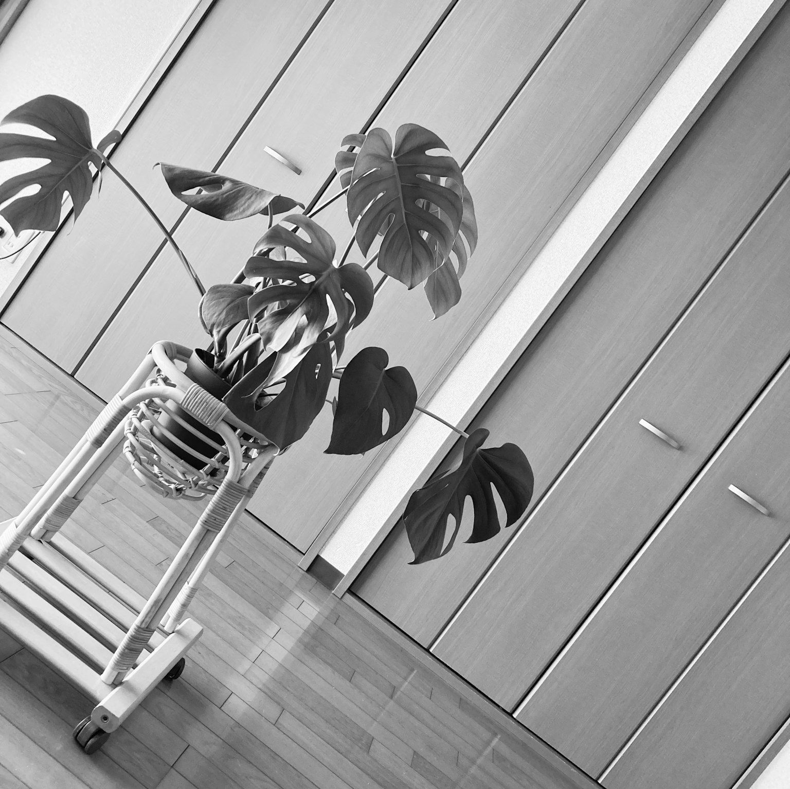黑白房间中的时尚 monstera 植物在独特的支架上