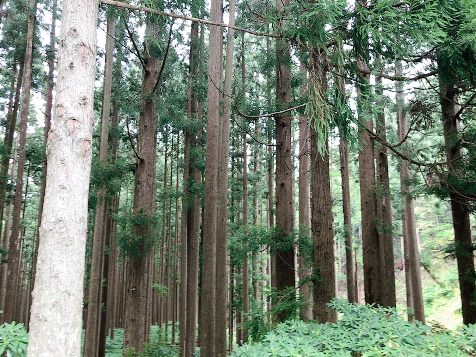 Tall trees standing in a lush green forest
