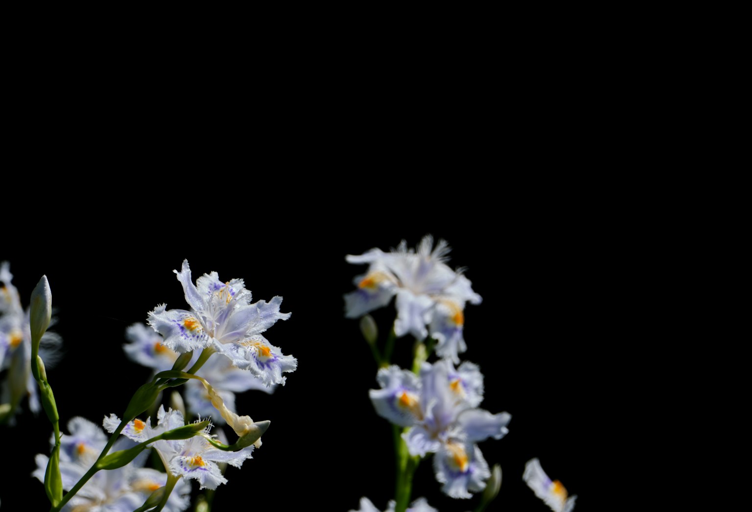 Zarte weiße Blumen vor schwarzem Hintergrund