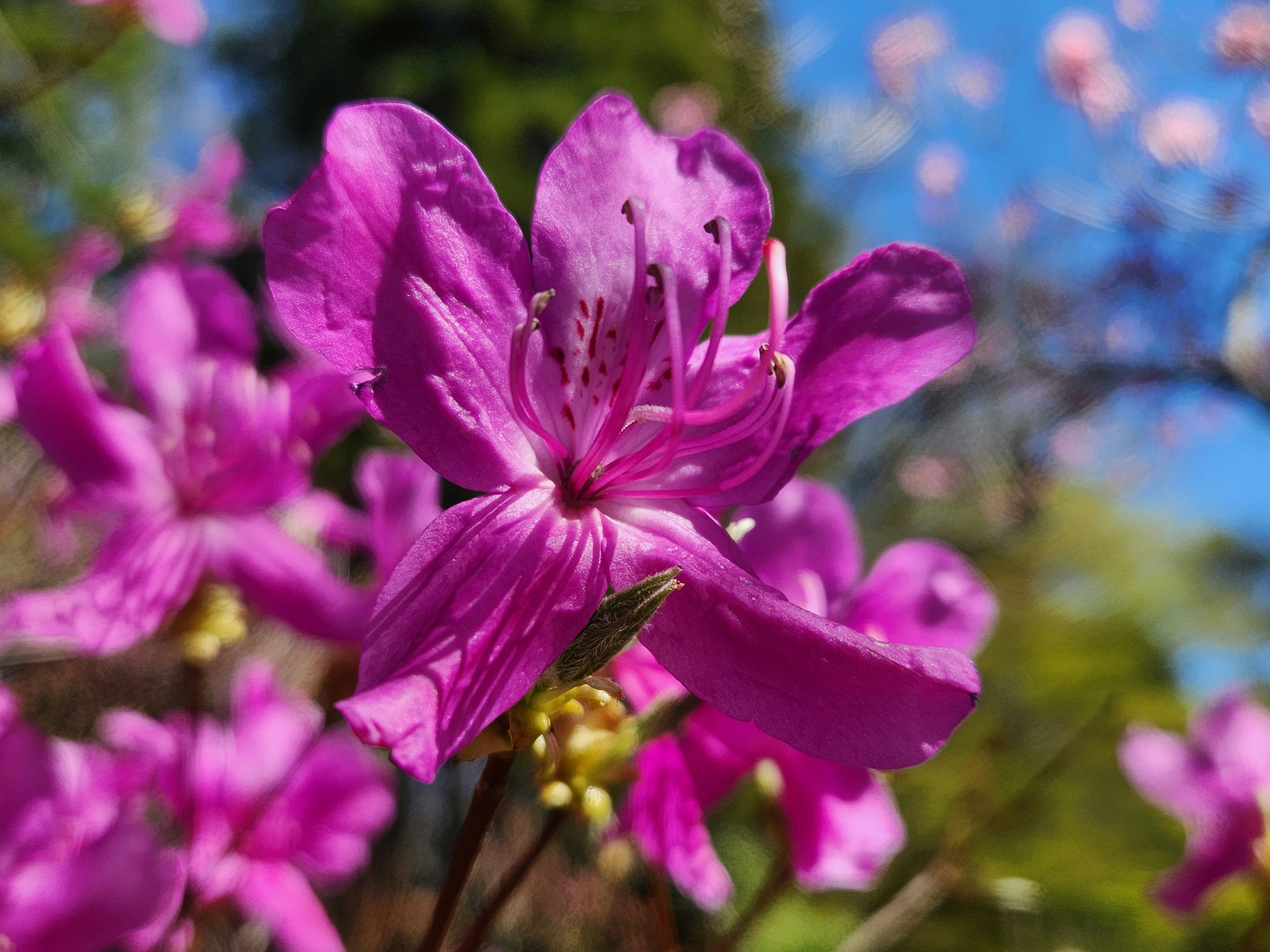 紫のツツジの花のクローズアップ