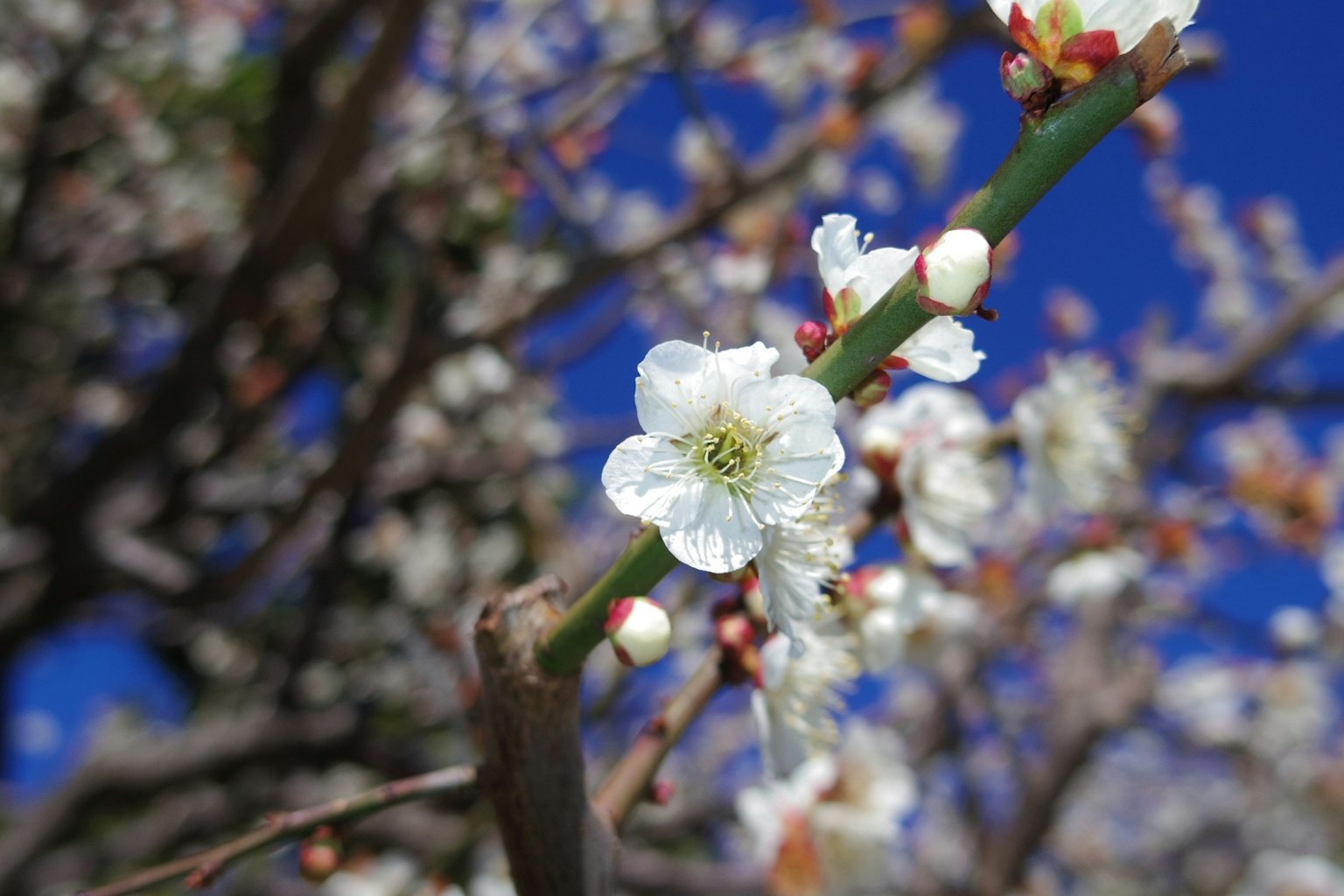 Gros plan de fleurs de prunier blanches sur fond de ciel bleu