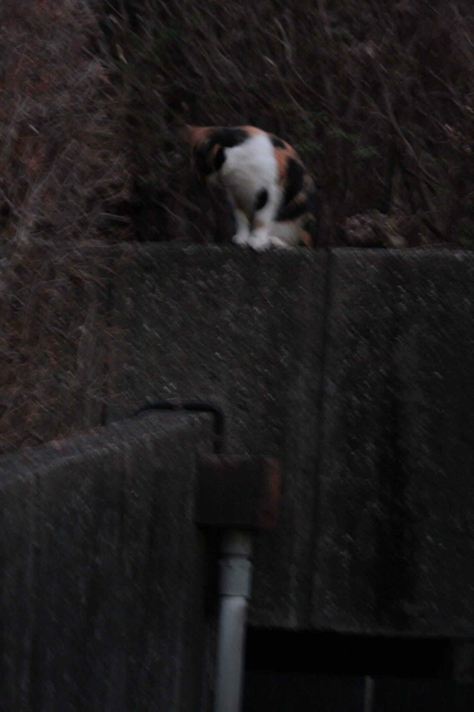 Un chat assis sur un mur en béton