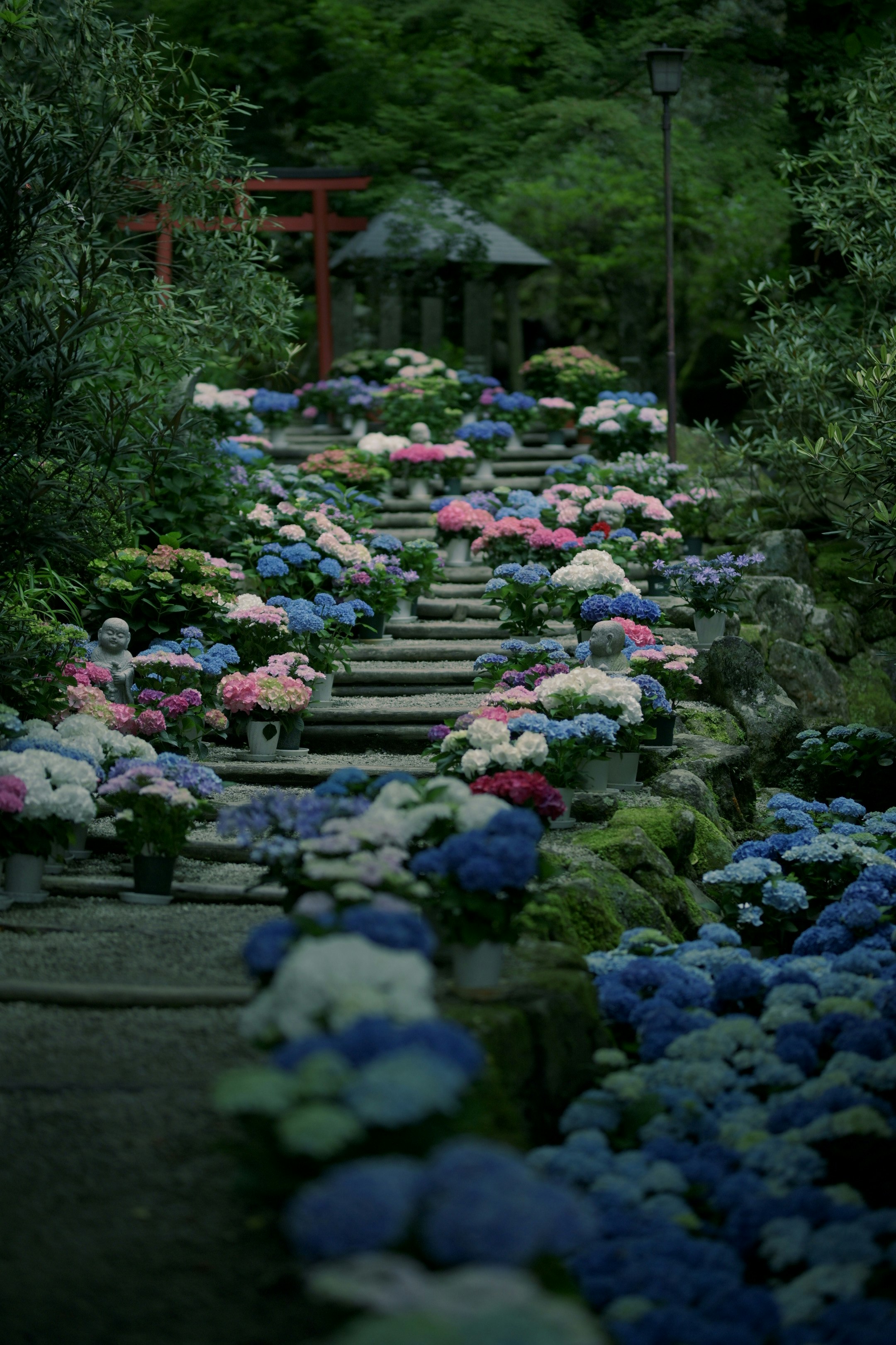 岡寺の紫陽花が咲く石段のあじさい庭園