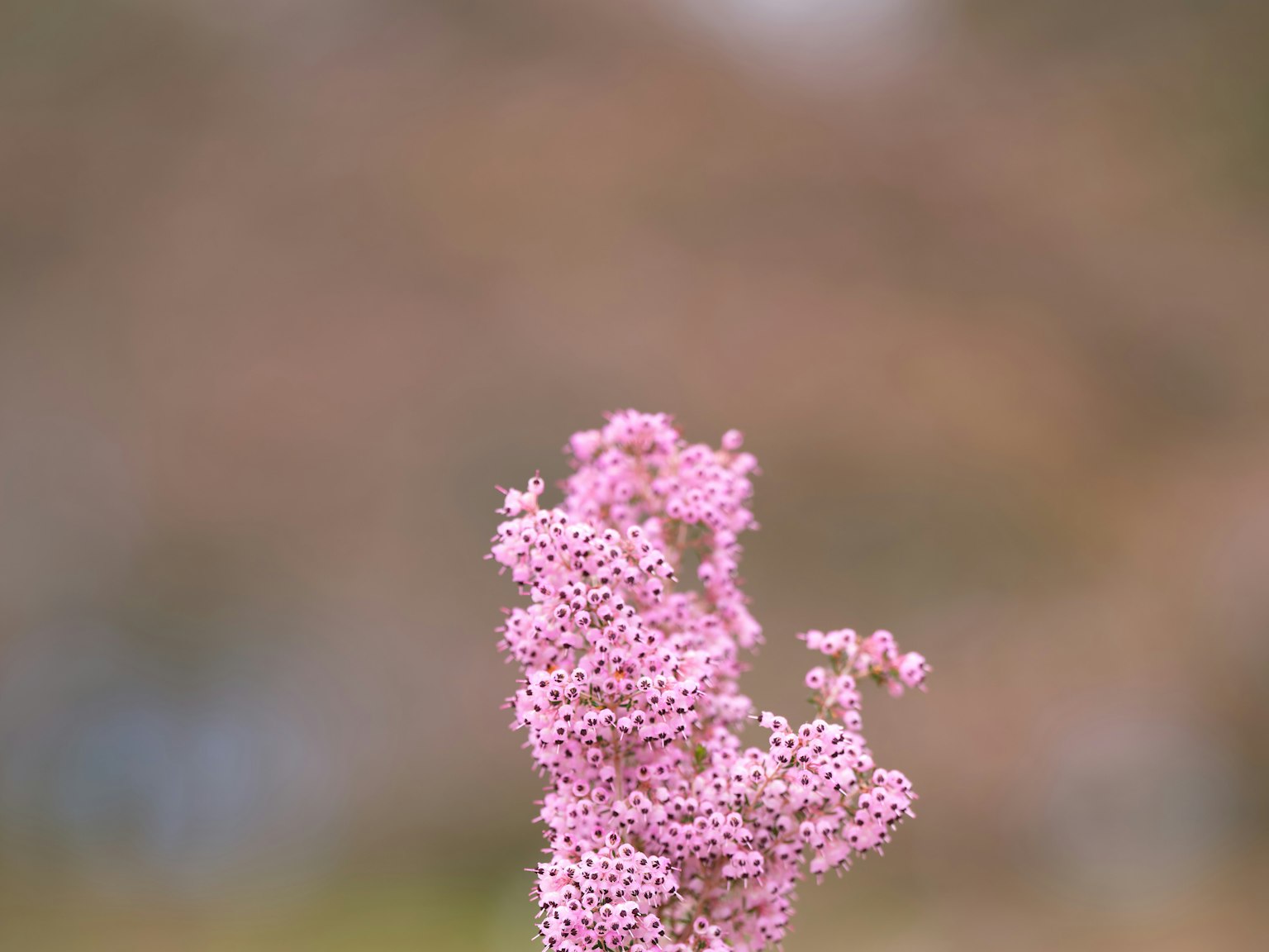特寫的粉紅色花朵植物