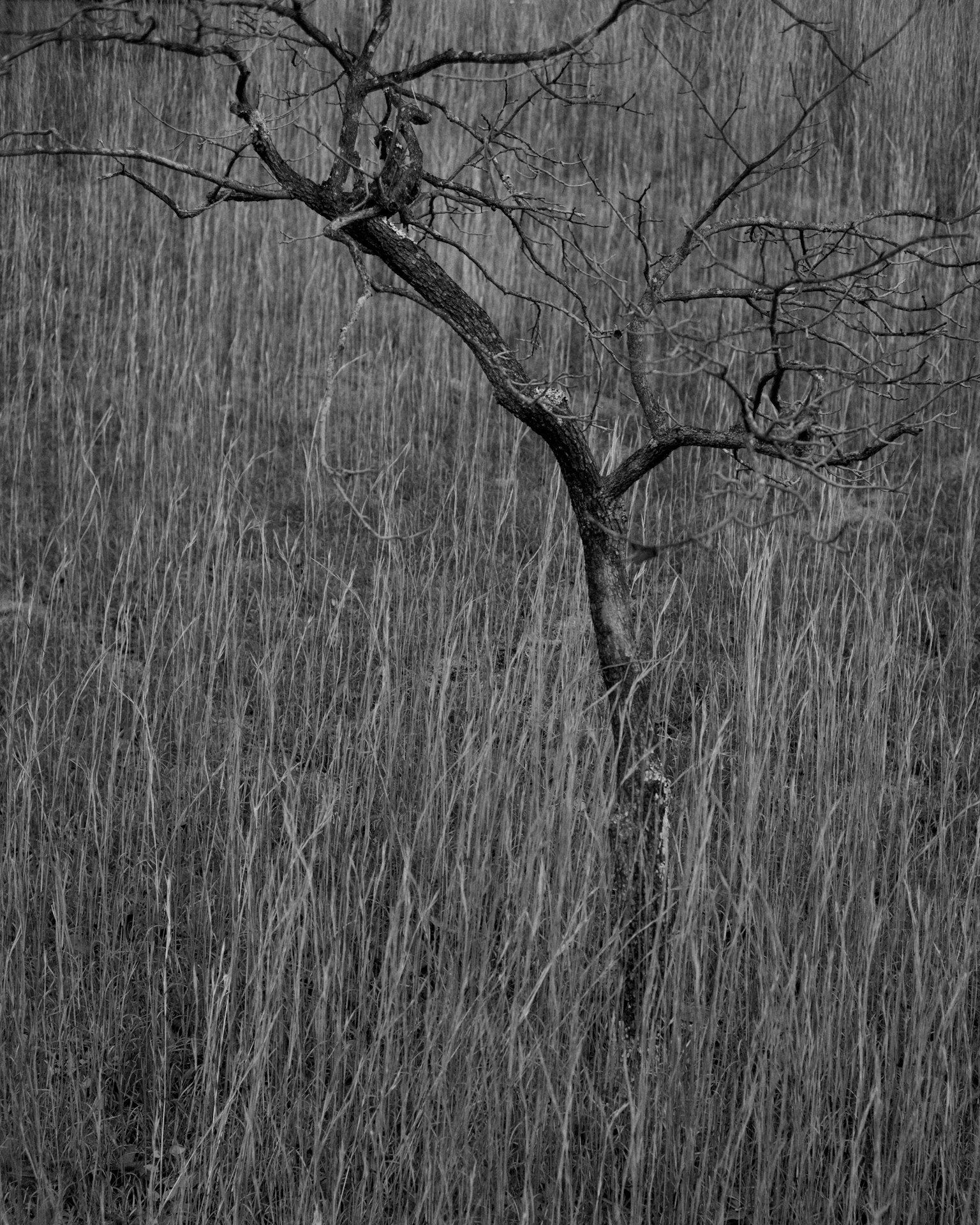 Un tronco d'albero solitario con rami sottili su uno sfondo monocromatico