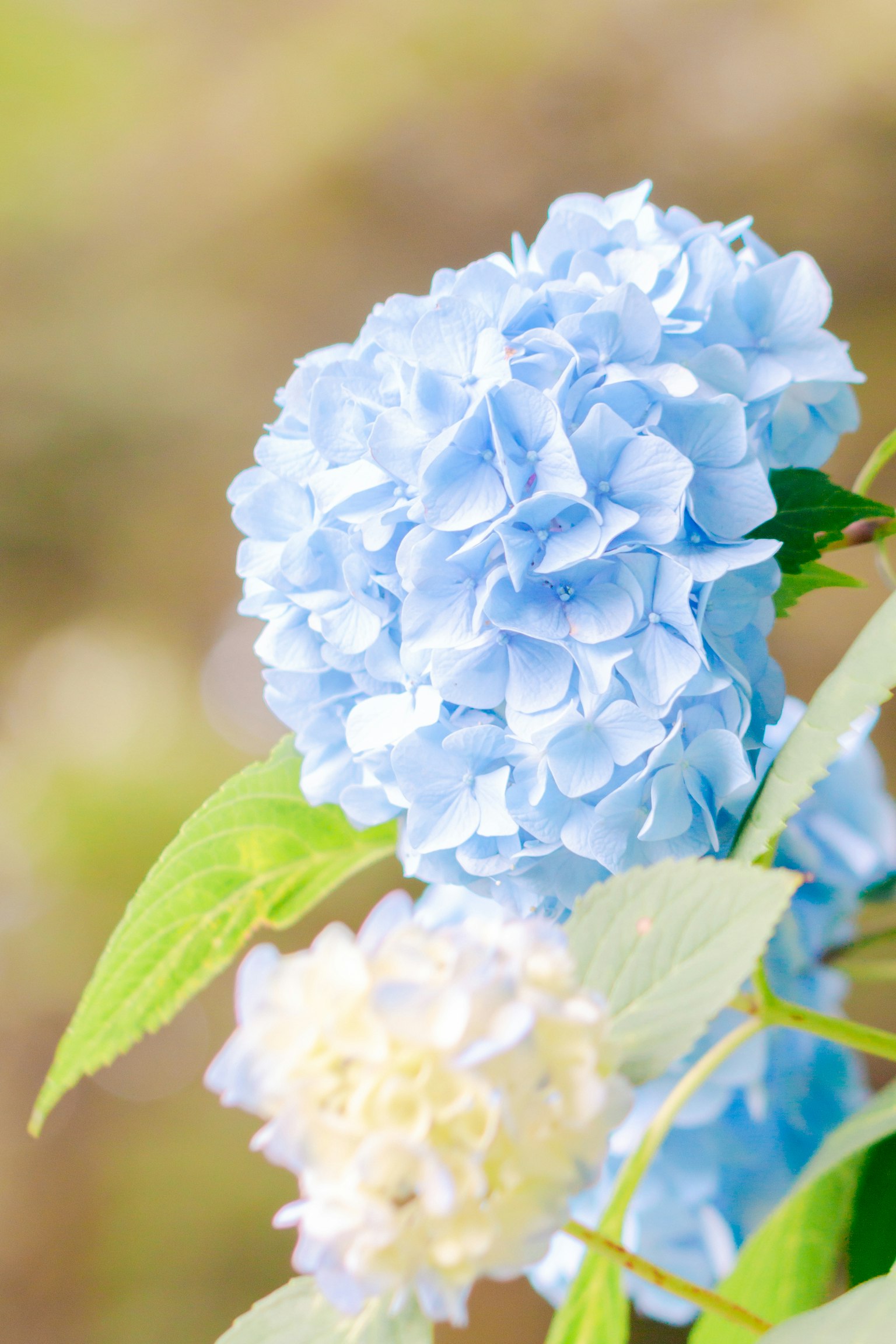 Une belle fleur d'hortensia bleue avec des pétales doux à côté d'une fleur blanche