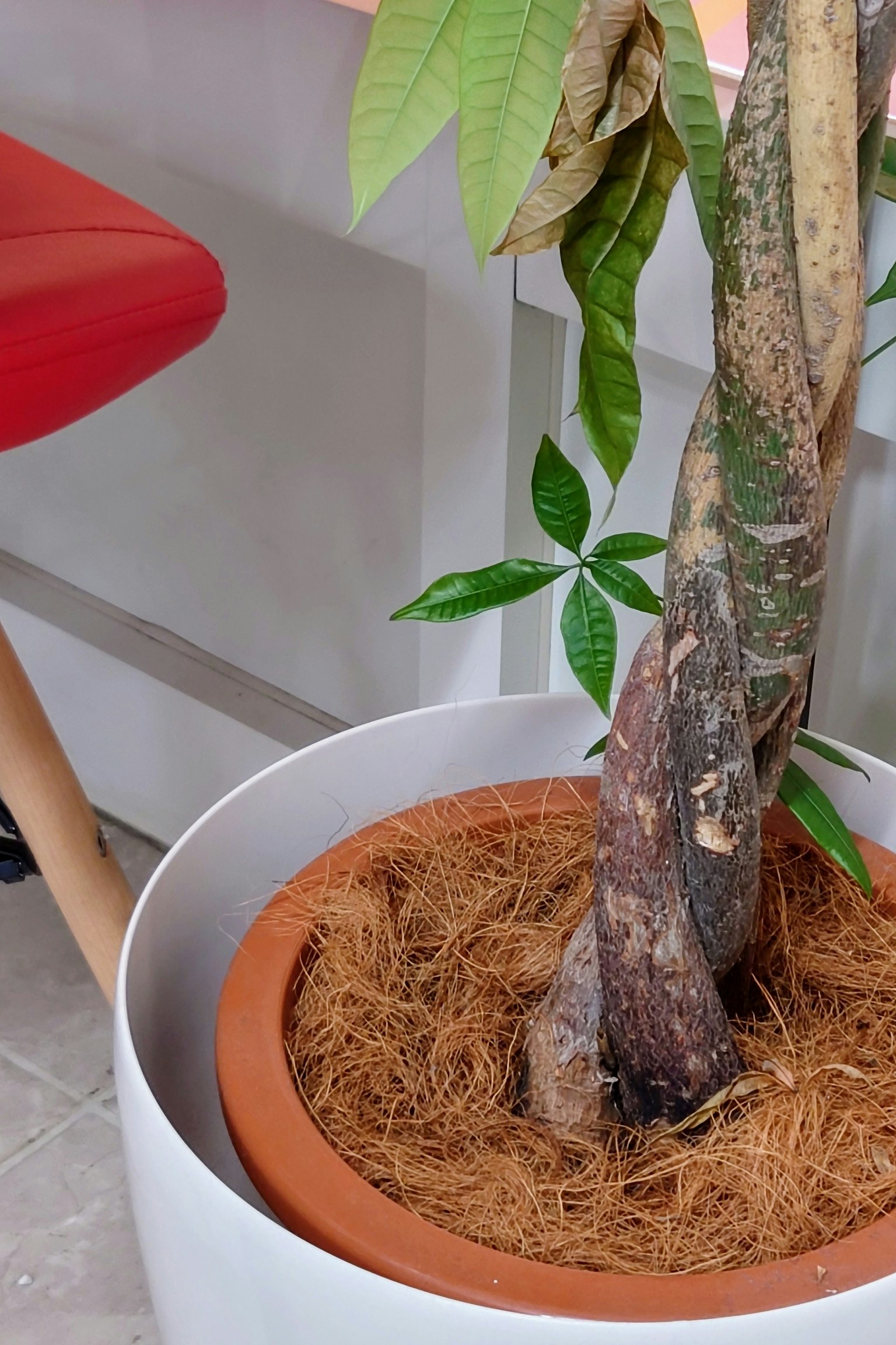 Pianta da interno in vaso accanto a una sedia rossa con il suo tronco testurizzato e il terreno