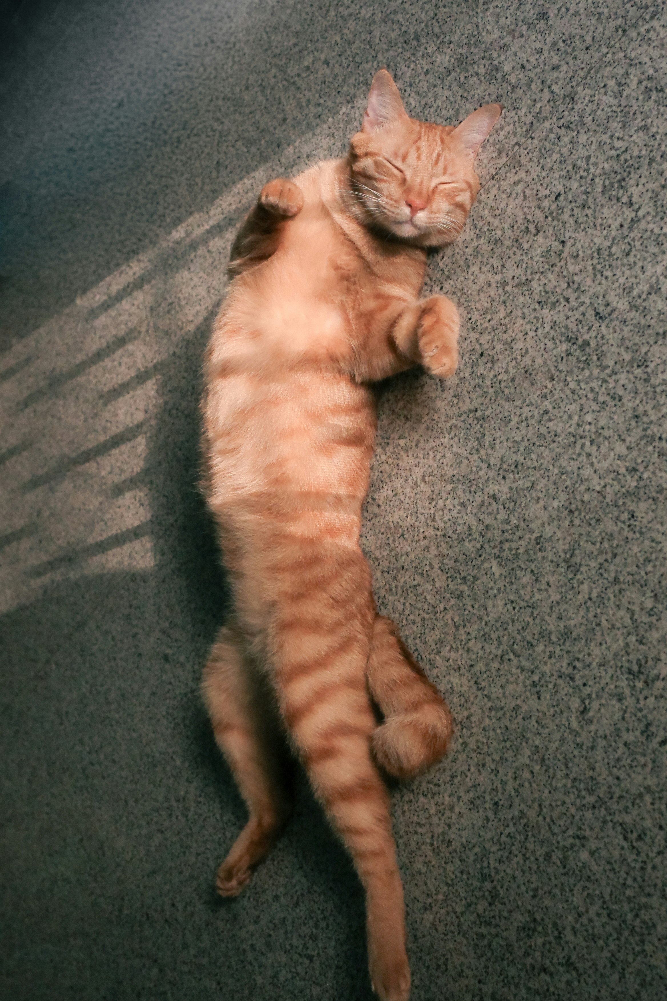 アスファルトの上で日向ぼっこするオレンジ色の猫