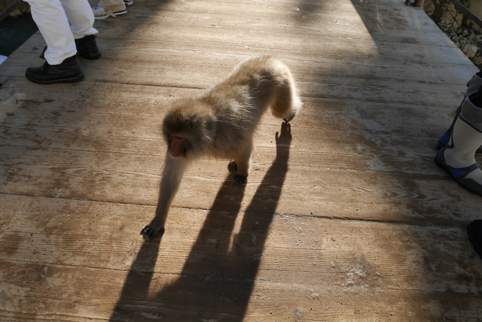 Un singe marchant sur une promenade en bois avec de longues ombres