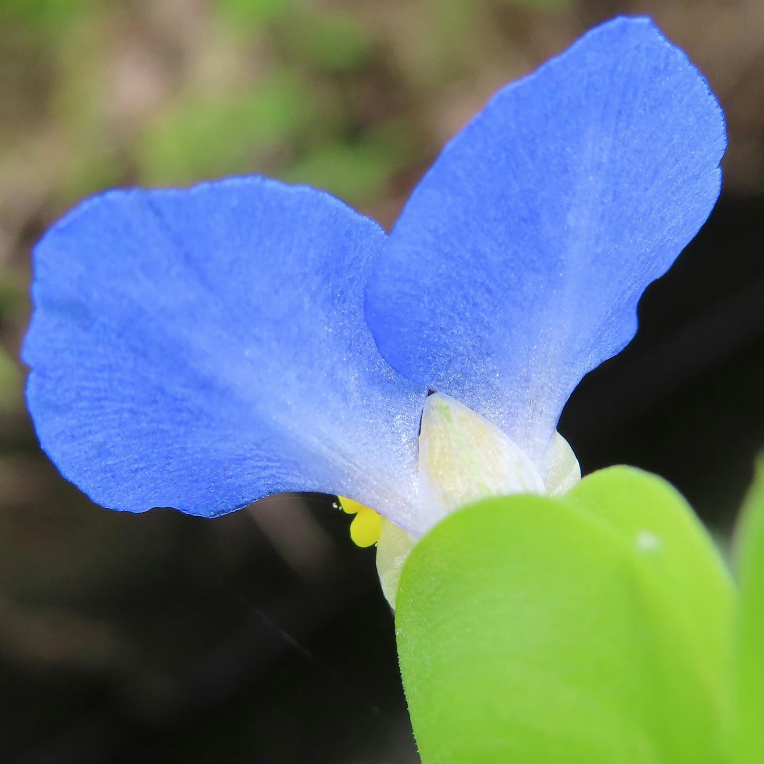 Close-up bunga tanaman air dengan kelopak biru cerah
