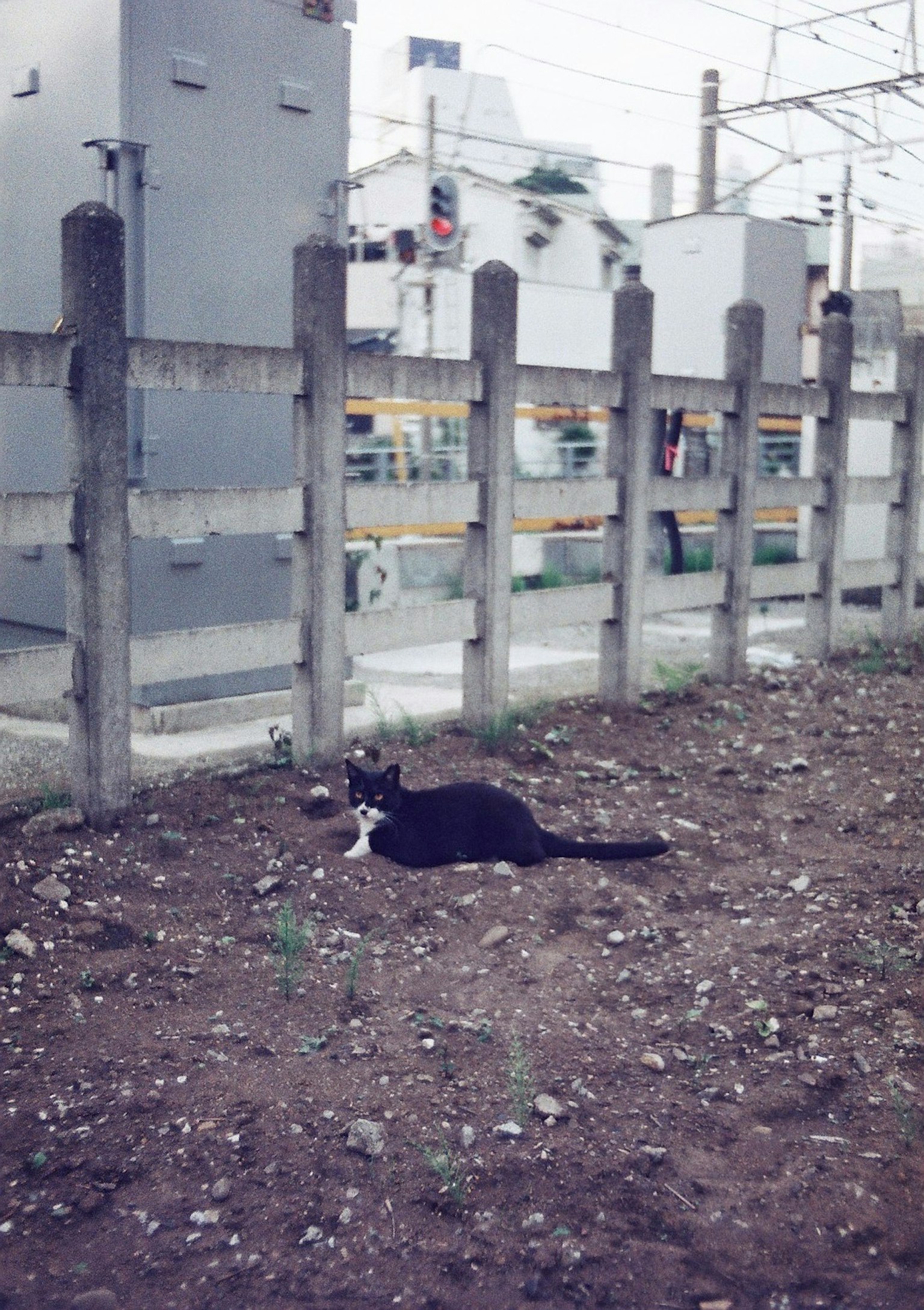 一只黑白相间的猫躺在地上，背景有电气设备